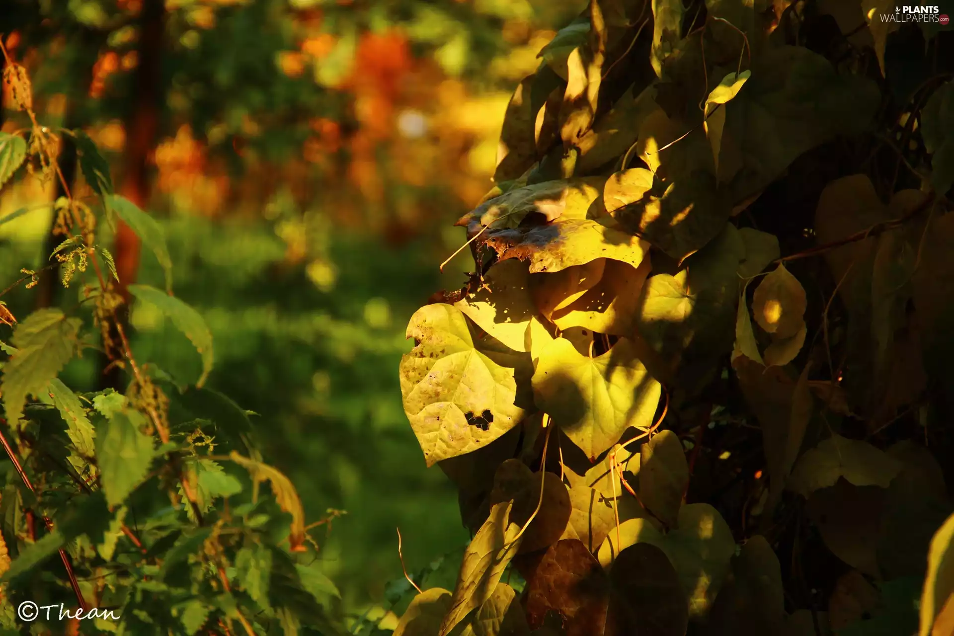 Yellow, nettle, autumn, Leaf