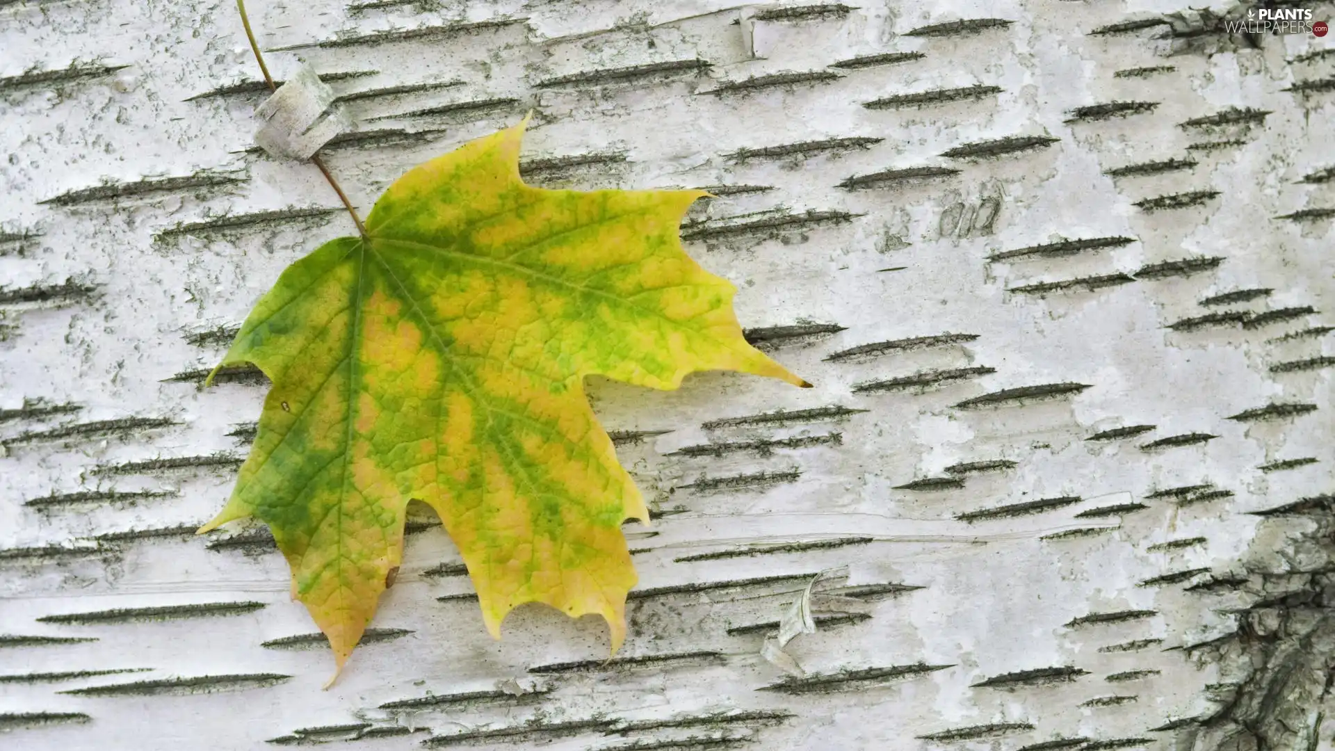 leaf, green, Yellow