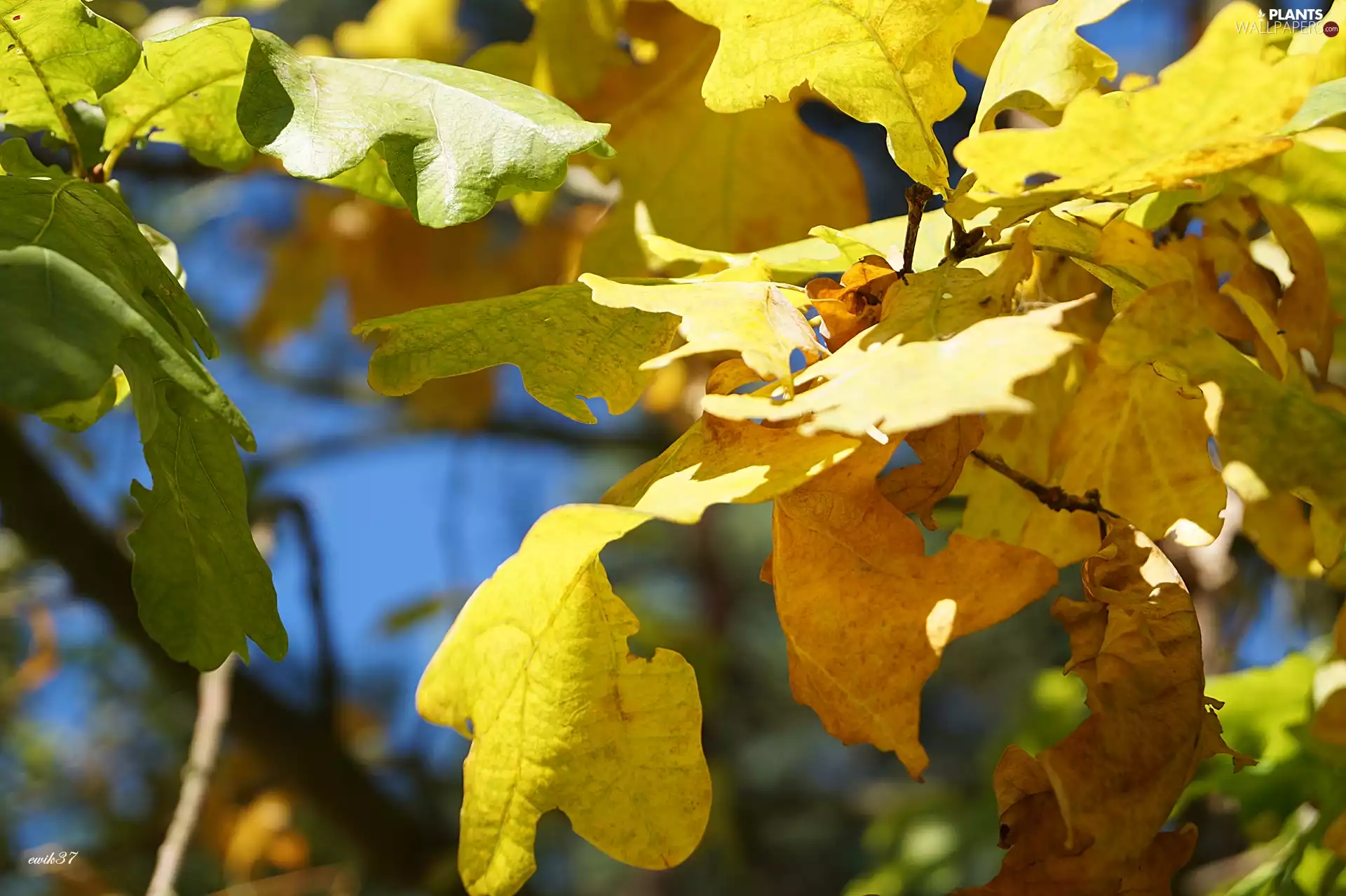 Leaf, oak, Yellow