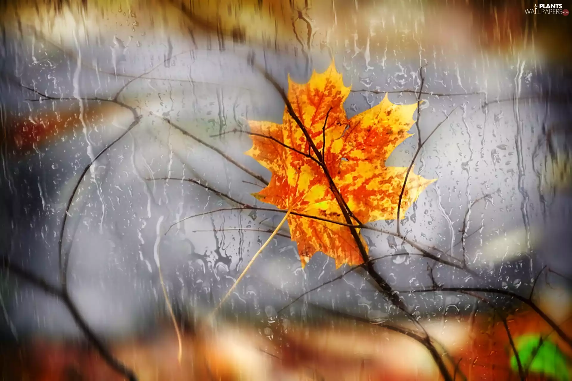 Yellow, drops, rain, leaf