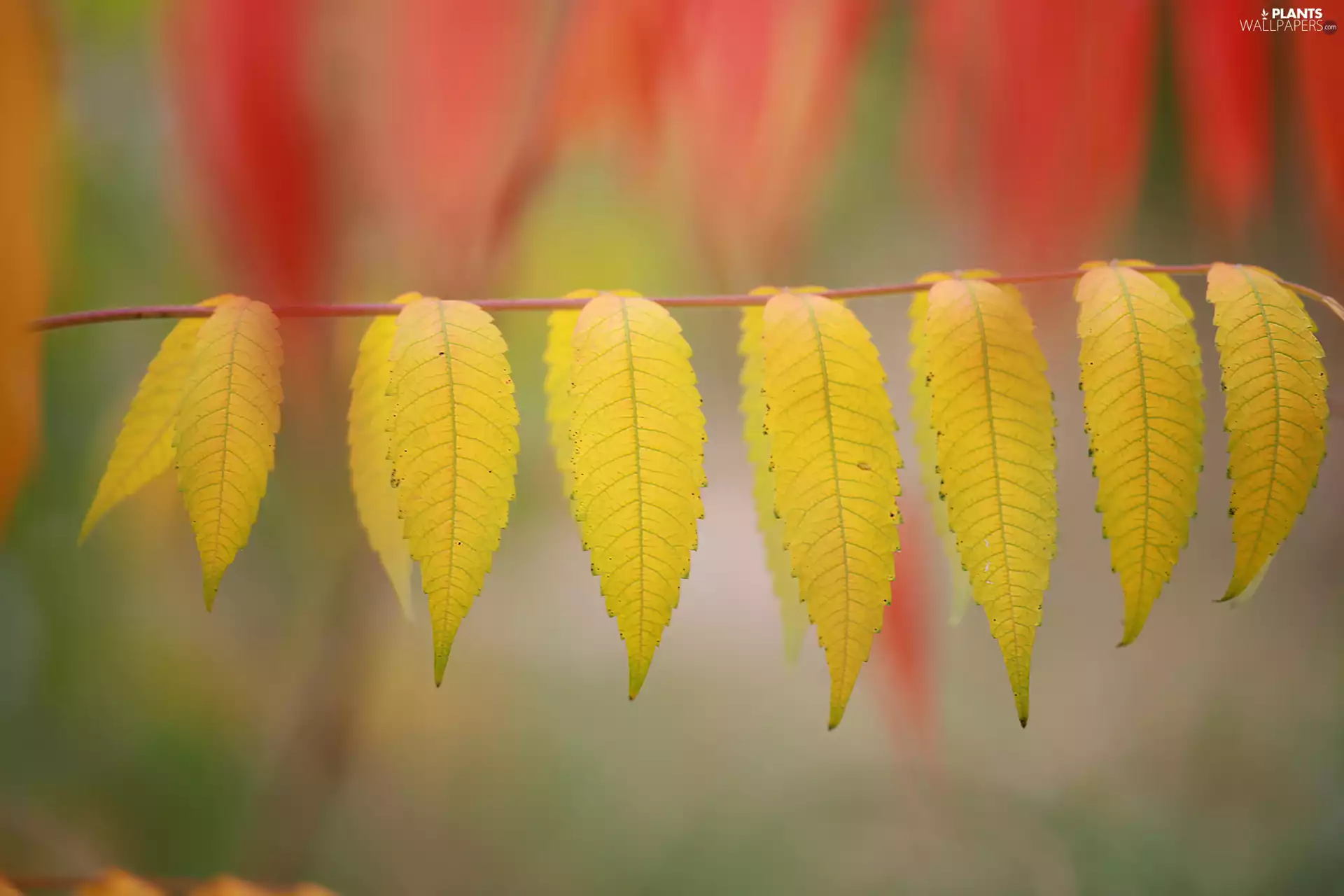 Yellow, twig, rapprochement, Leaf