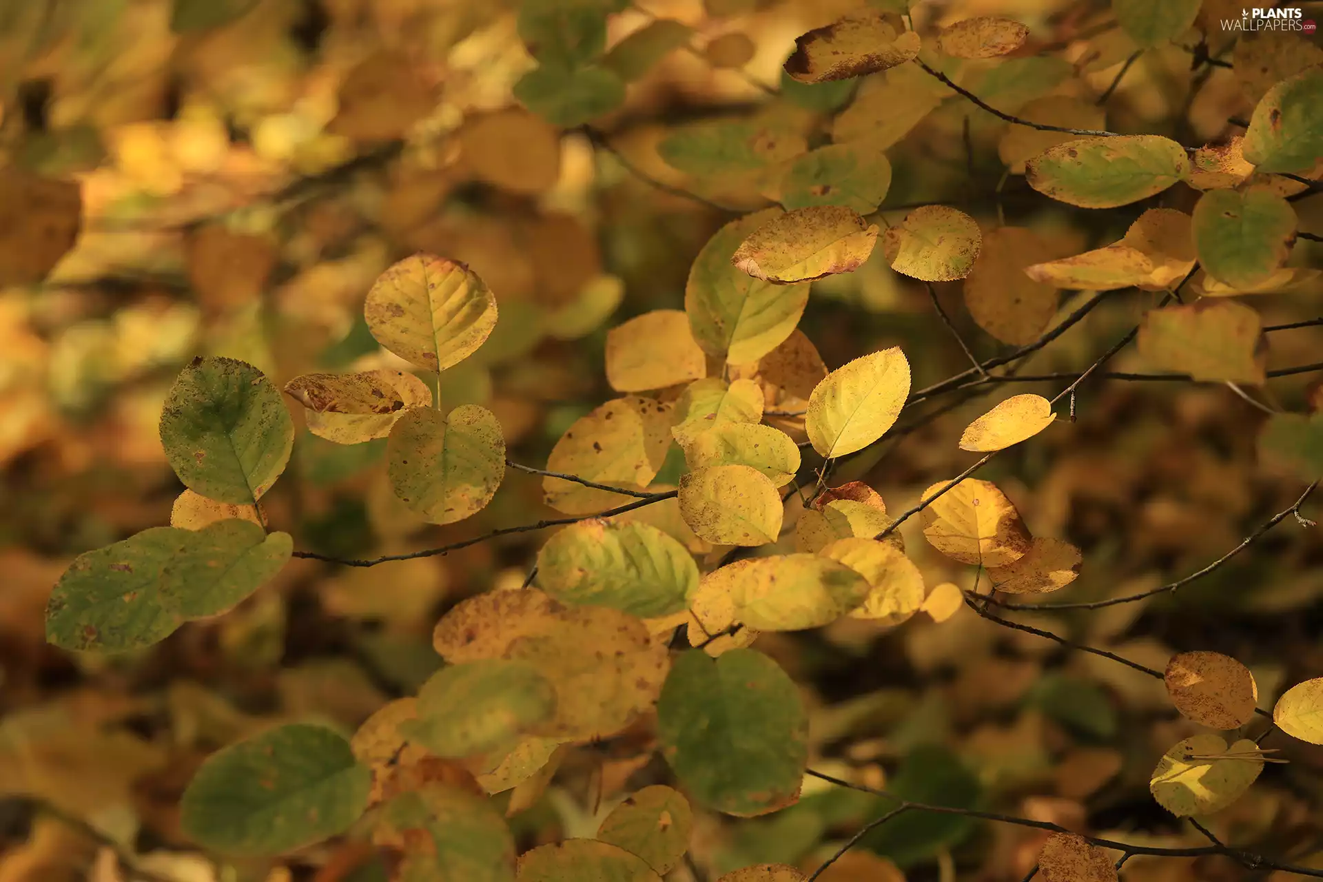 Yellow, Twigs, rapprochement, Leaf
