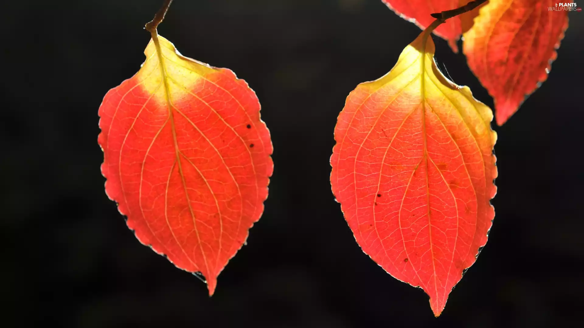 Leaf, Red-Yellow