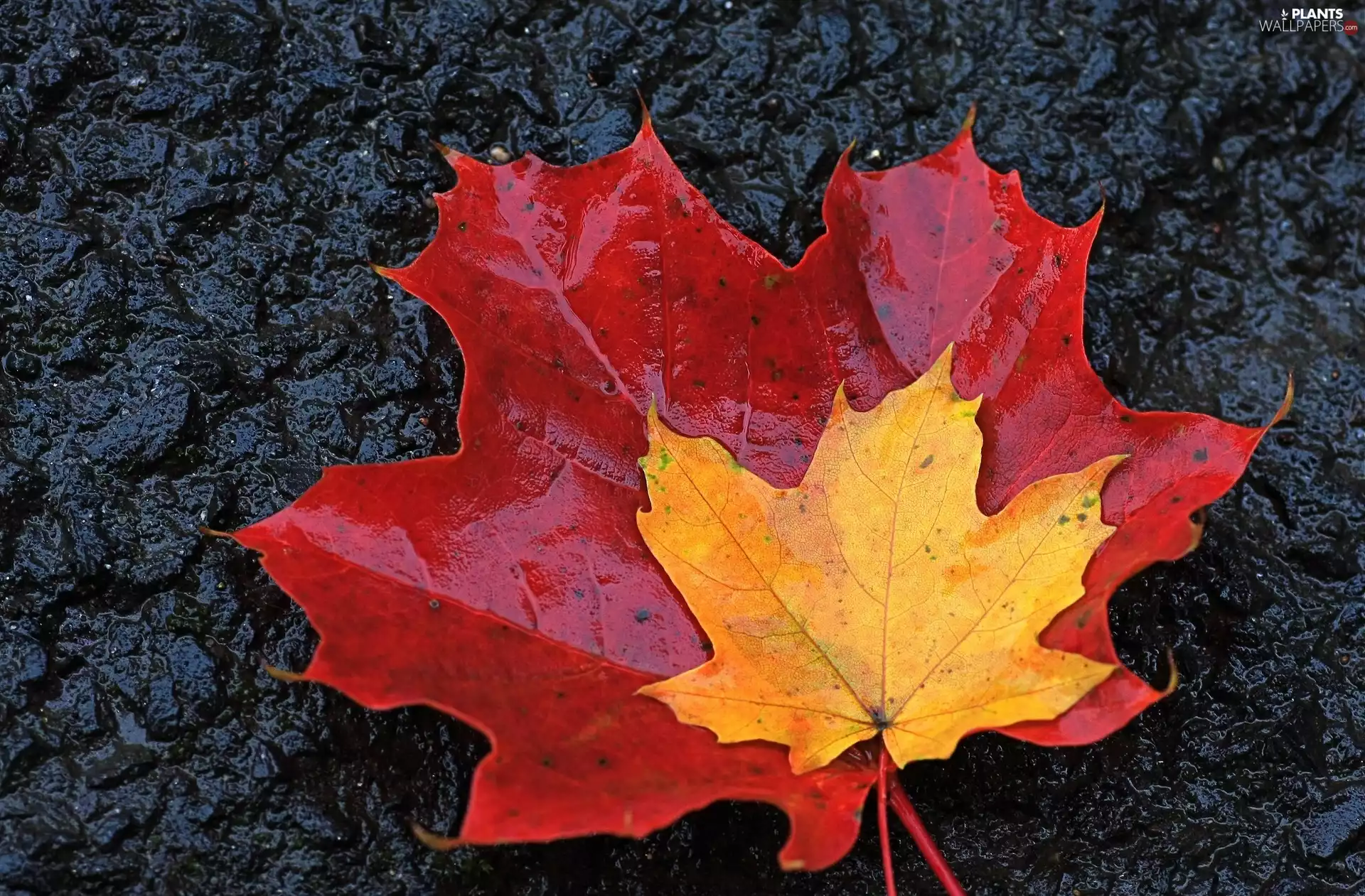 leaf, Red, Yellow