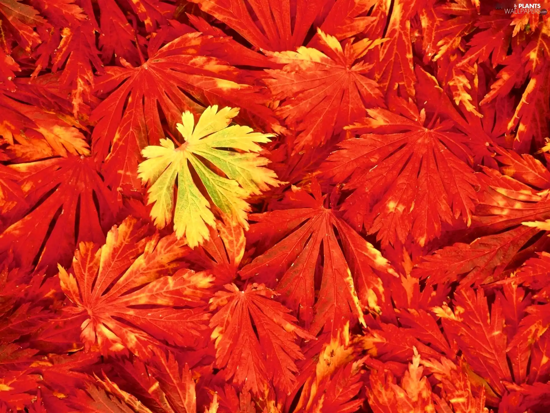 Leaf, Red, Yellow