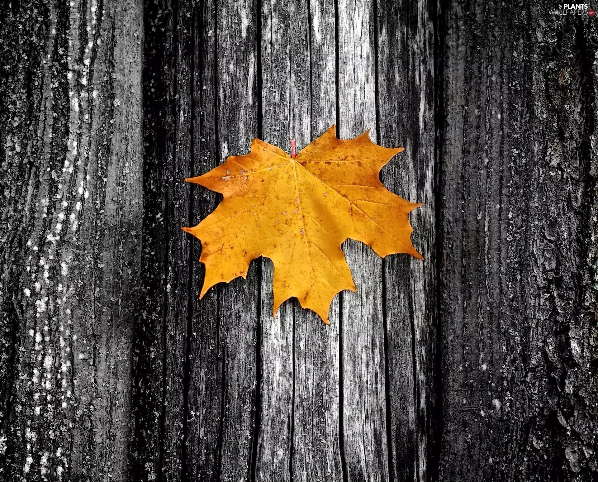 Yellow, maple, trees, leaf