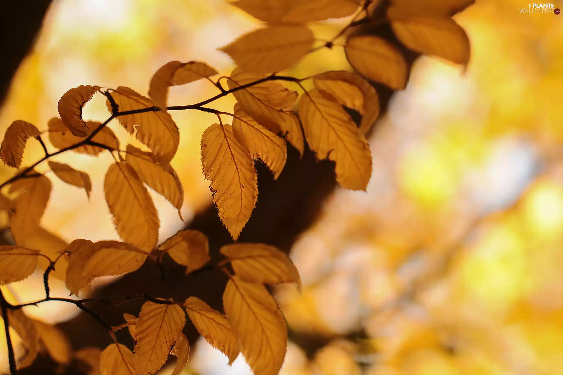 Yellow, Autumn, twig, Leaf