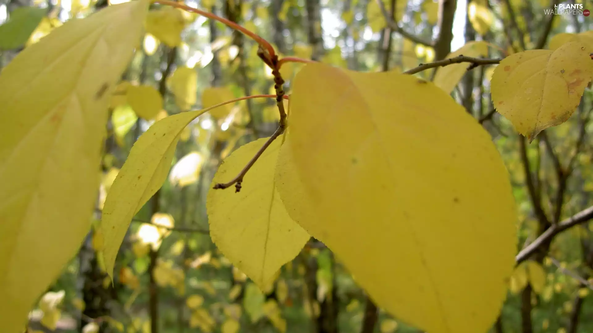 Leaf, twig, Yellow