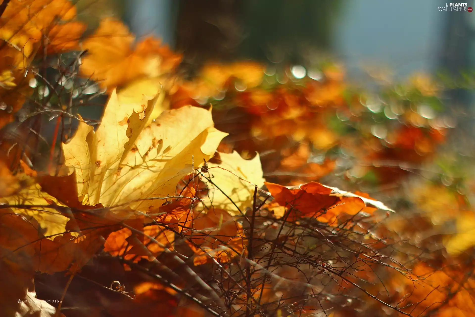 Yellow, Autumn, Twigs, Leaf