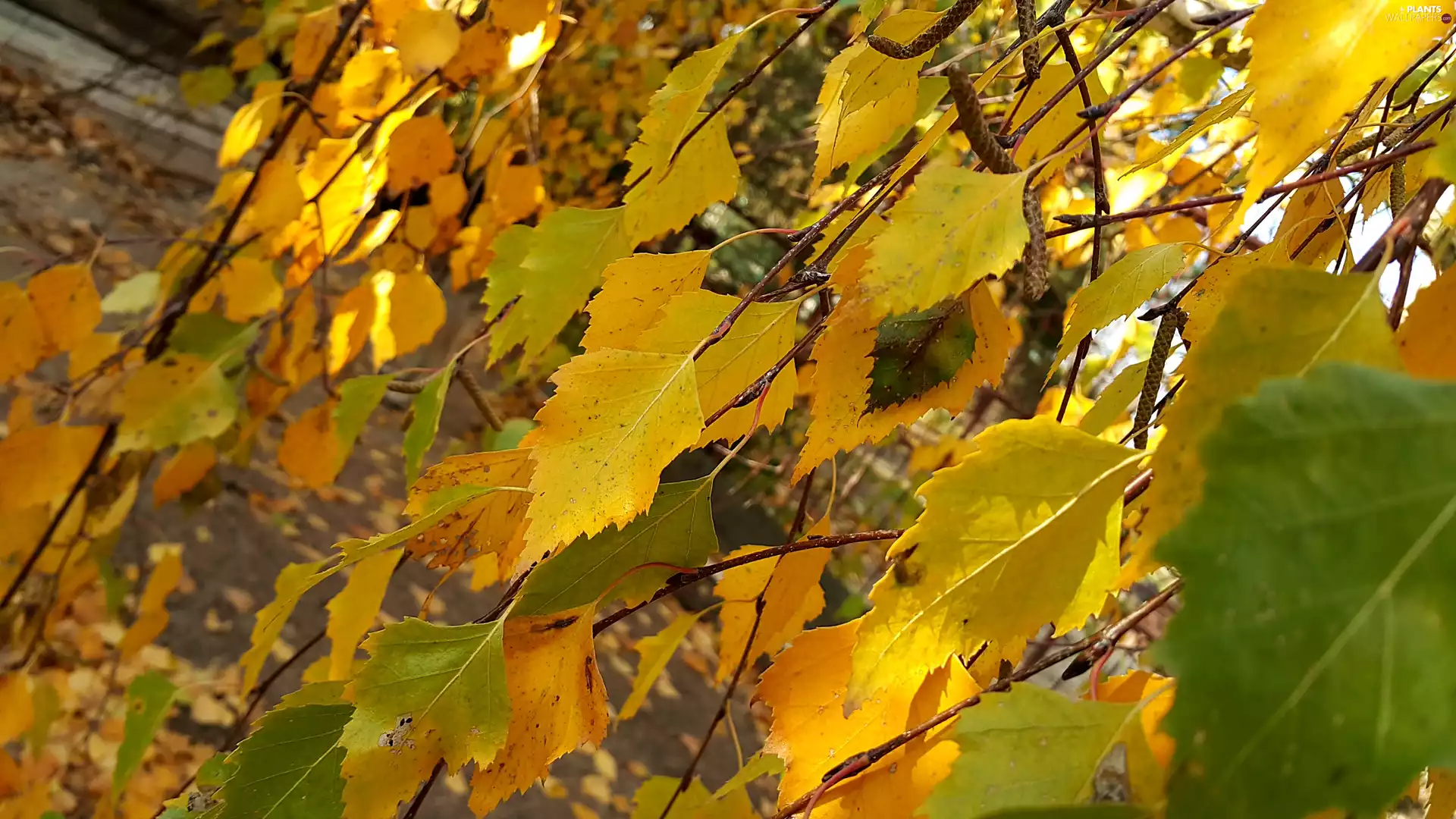 Yellow, birch, Twigs, Leaf