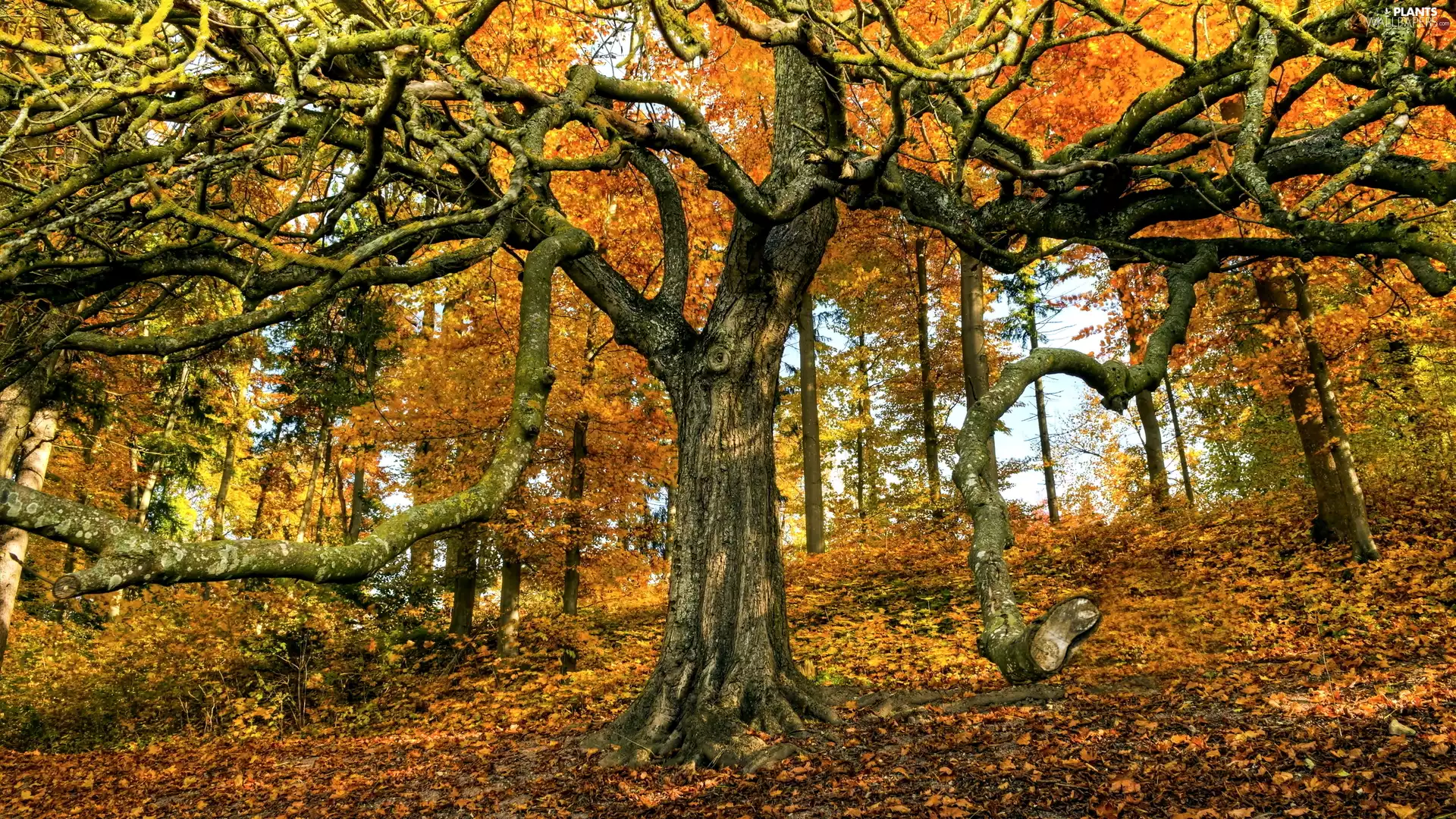 Yellow, trees, viewes, Leaf