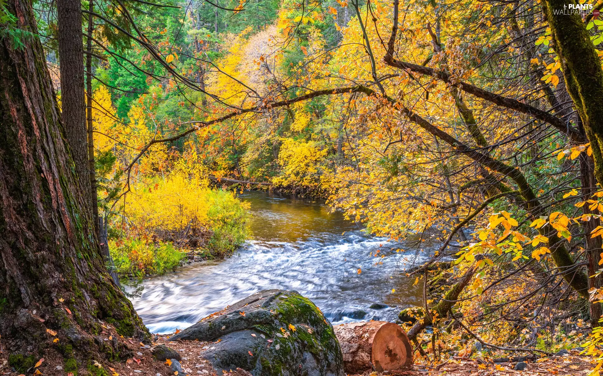 trees, River, autumn, Leaf, viewes, Yellowed