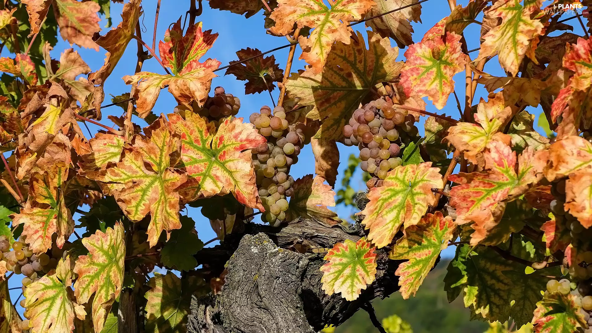 Leaf, Grapes, Yellowed