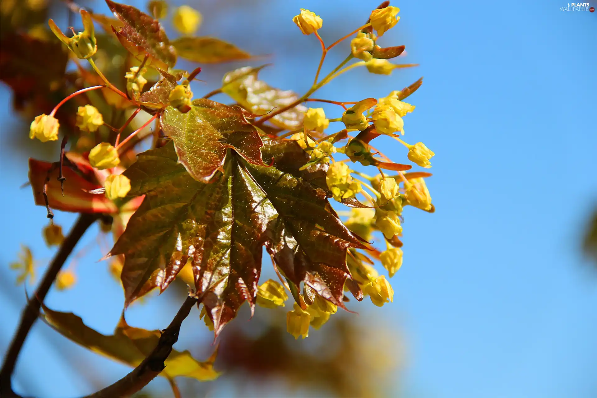 young, Leaf