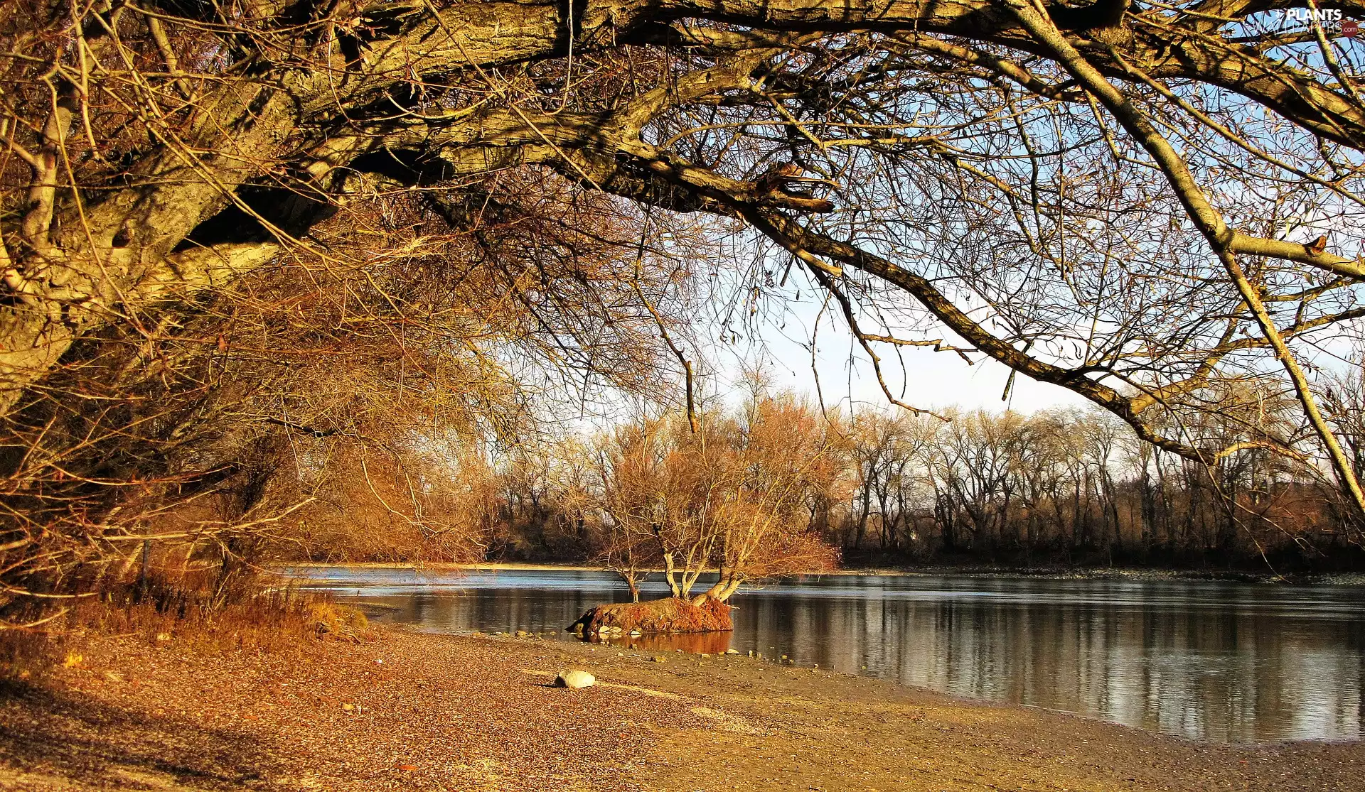 viewes, Pond - car, leafless, trees, autumn