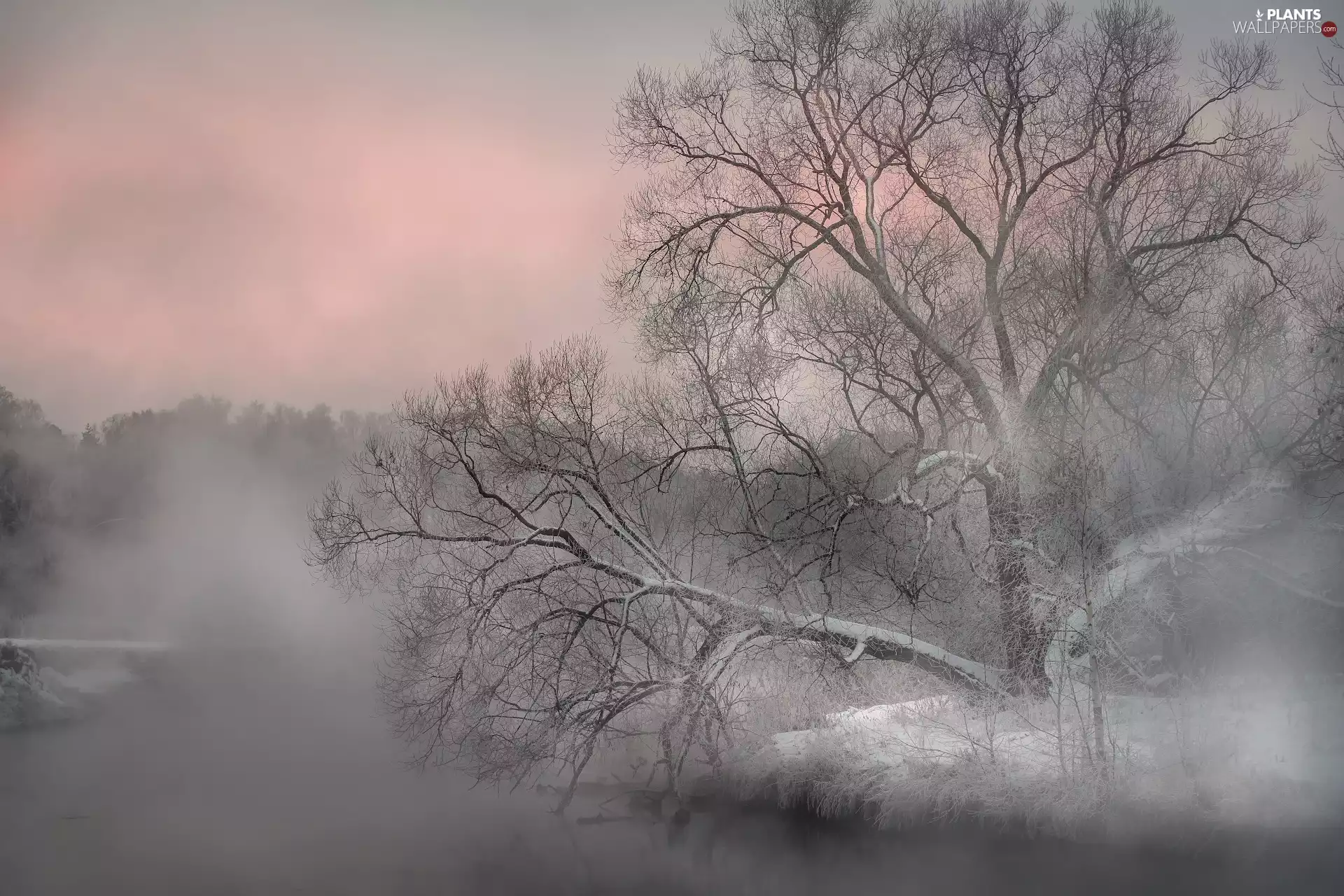 leaning, trees, River, viewes, winter, Lod on the beach, Fog
