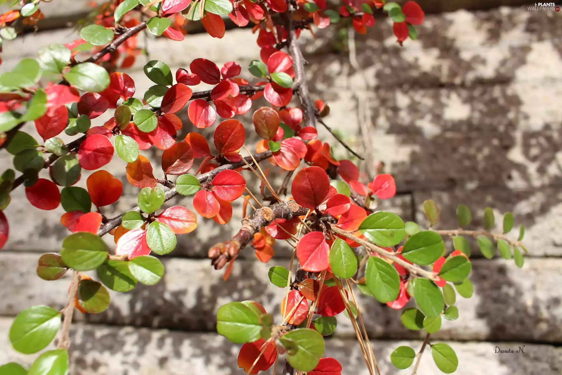 green ones, ledge, leaves, Red, Autumn