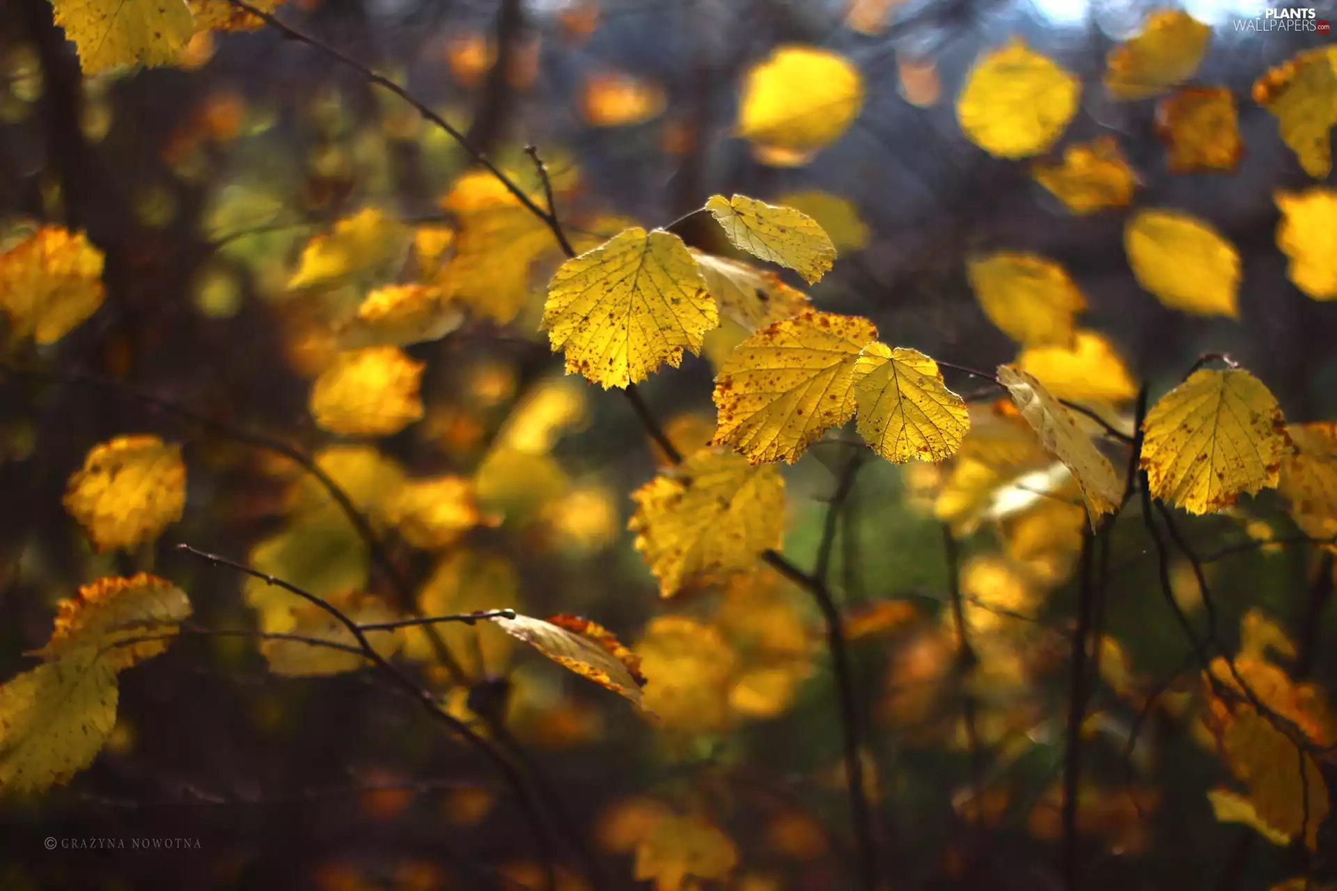 leaves, Yellow, Autumn