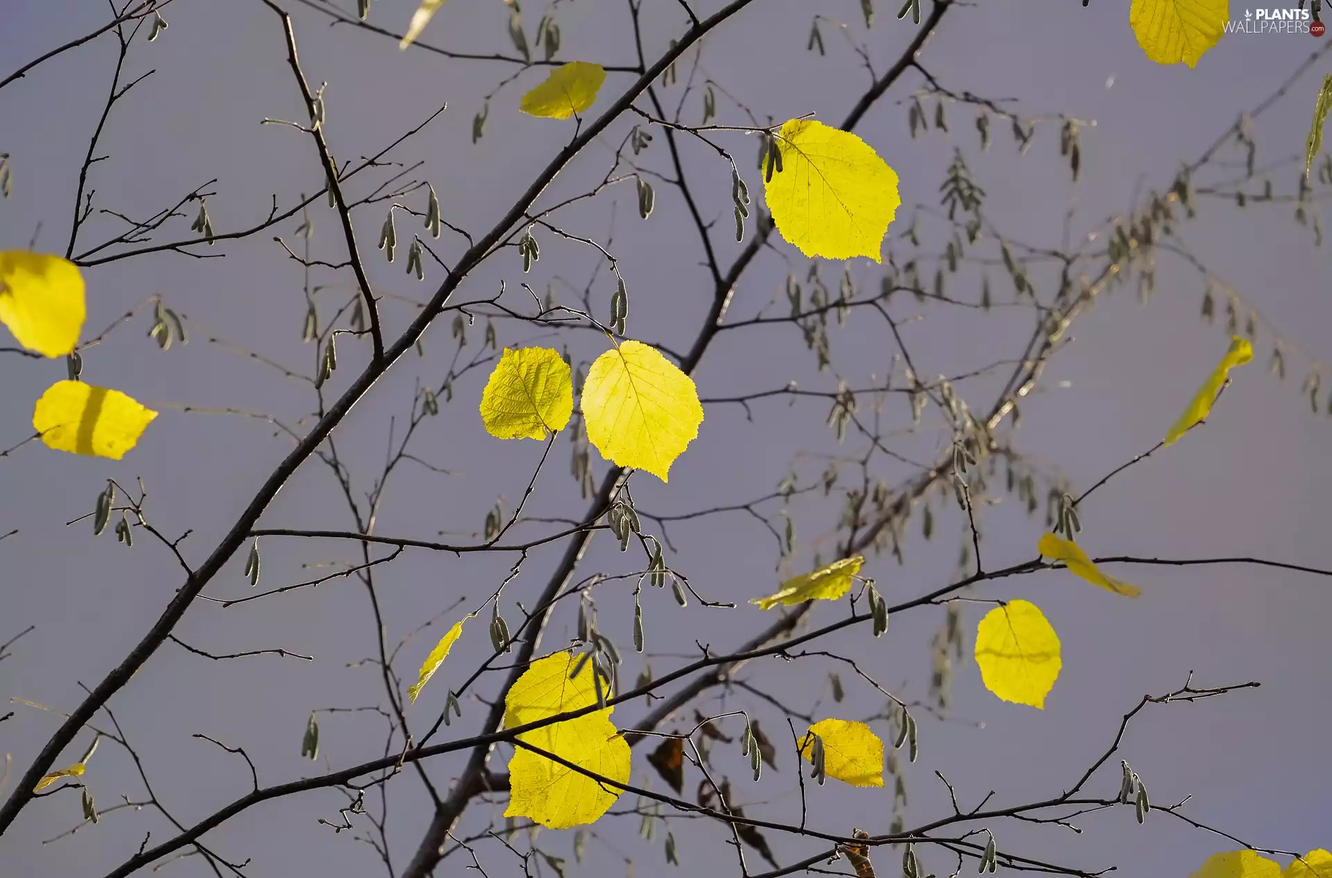 trees, leaves, birch-tree, Twigs