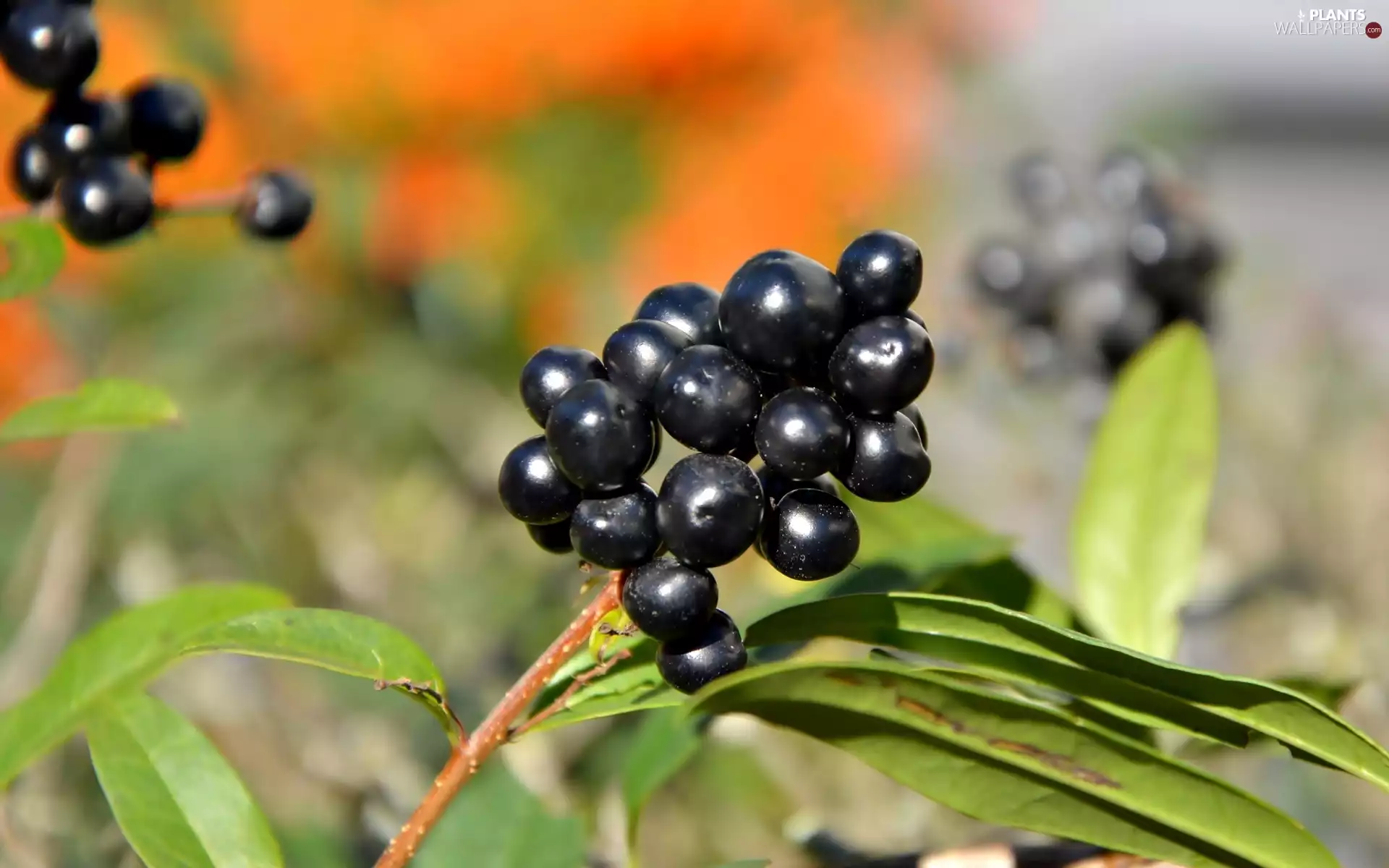 spray, leaves, Black, without, blueberries