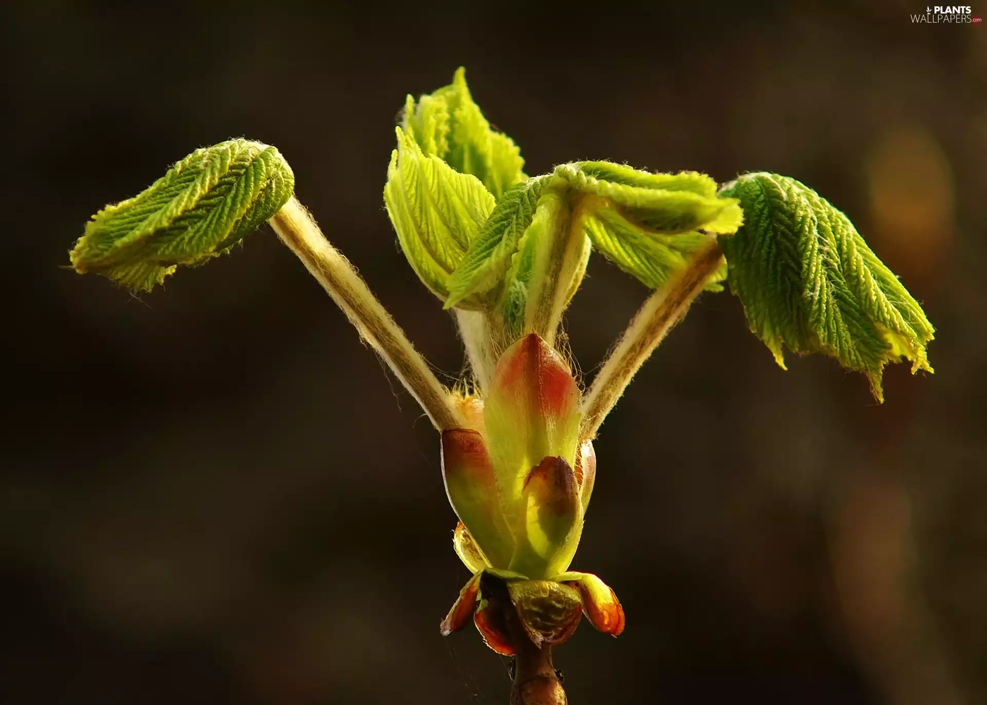 leaves, bud, chestnut