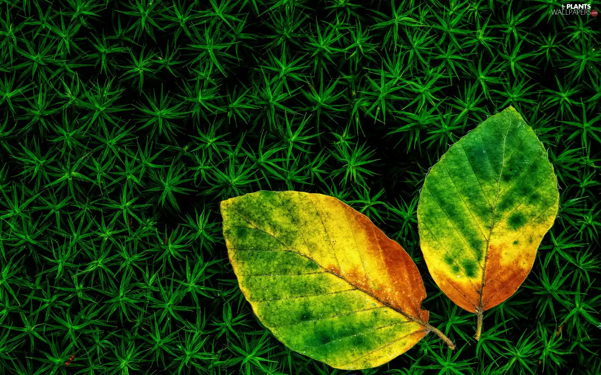 Green Theme Background, Leaves Three Color