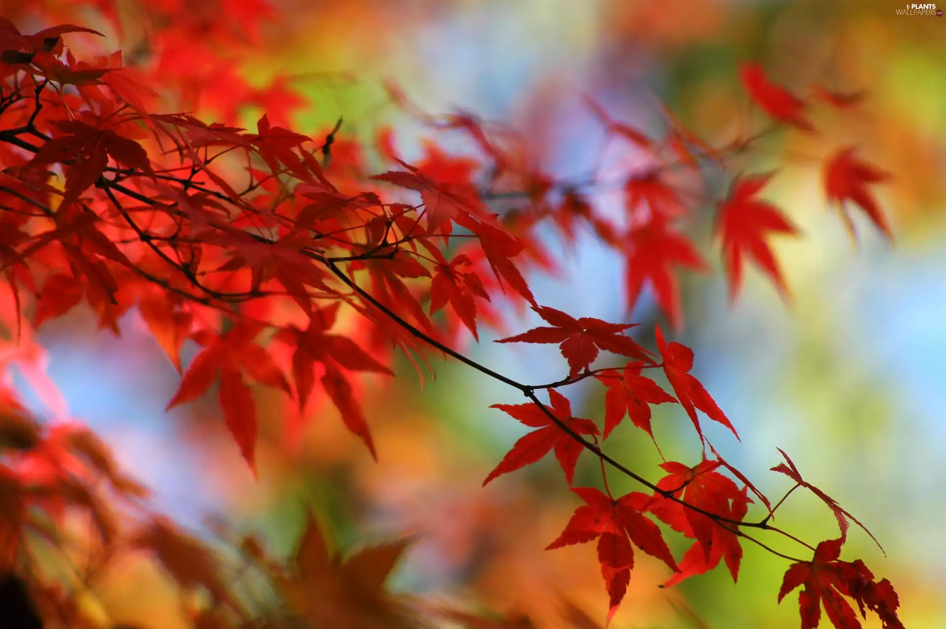 leaves, branch, color
