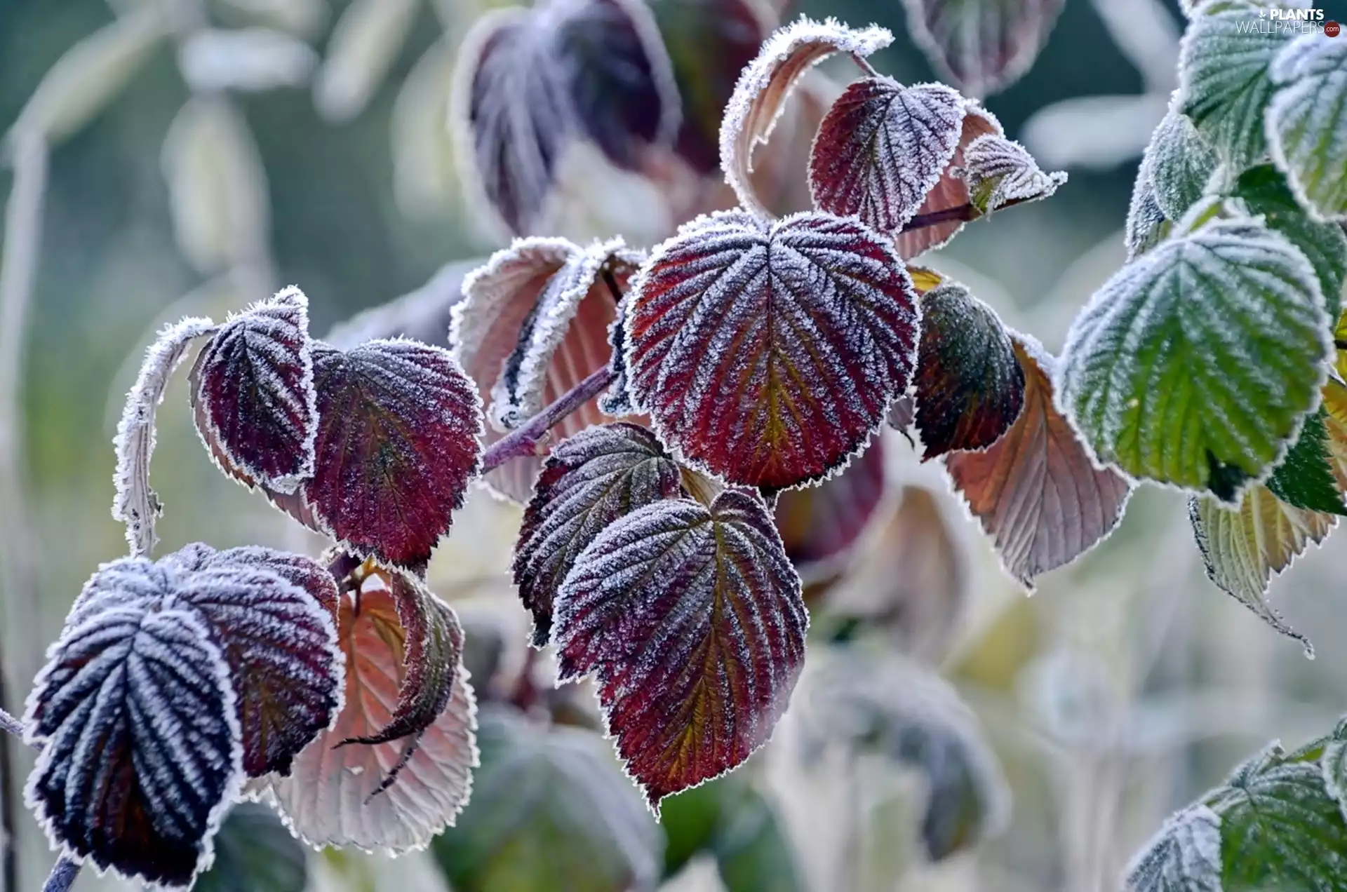 leaves, frosty, color