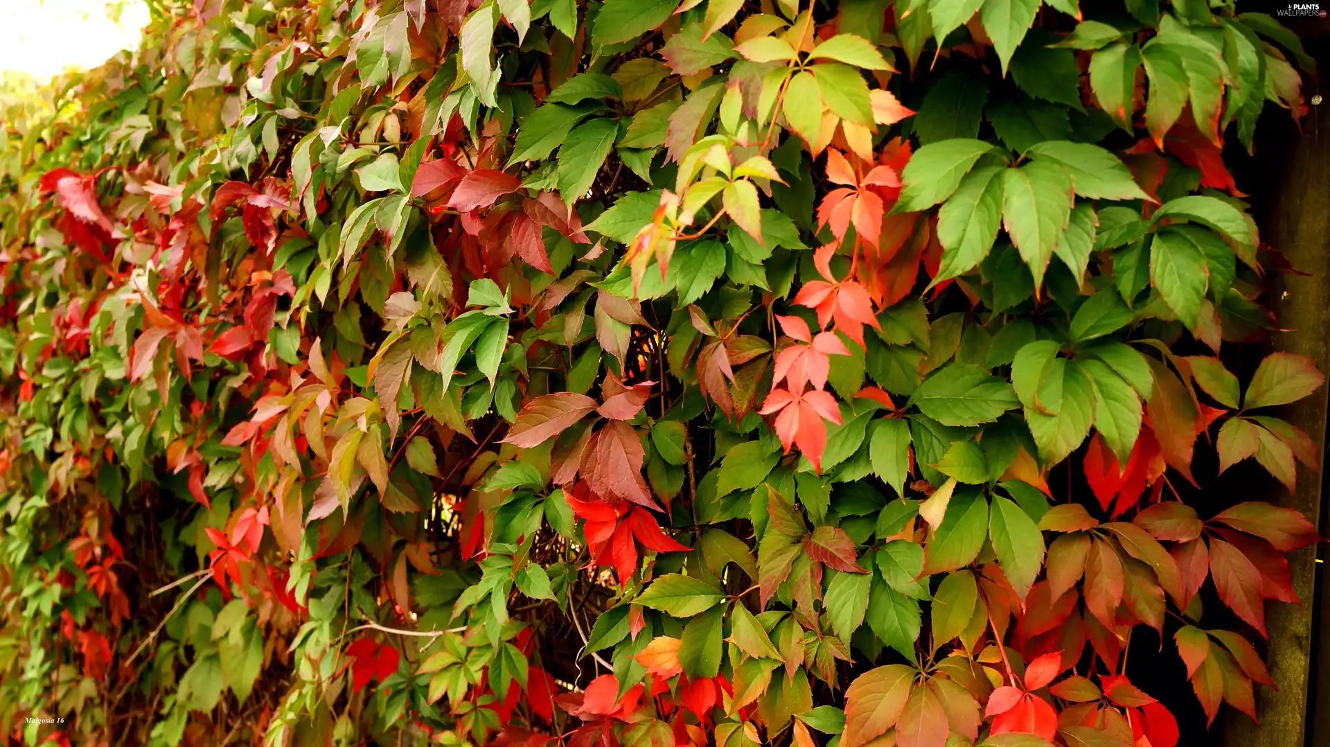 Leaves, Woodbine, color