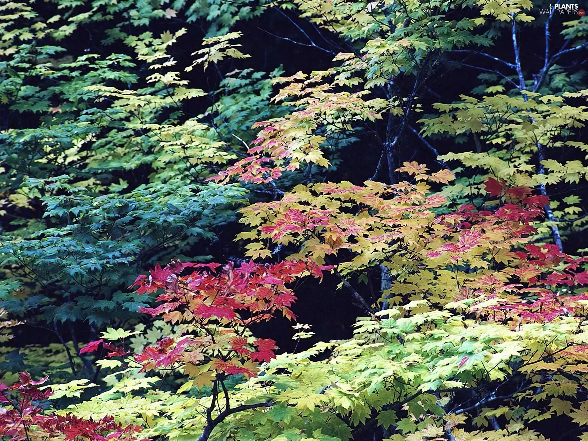 Leaves, different, colors