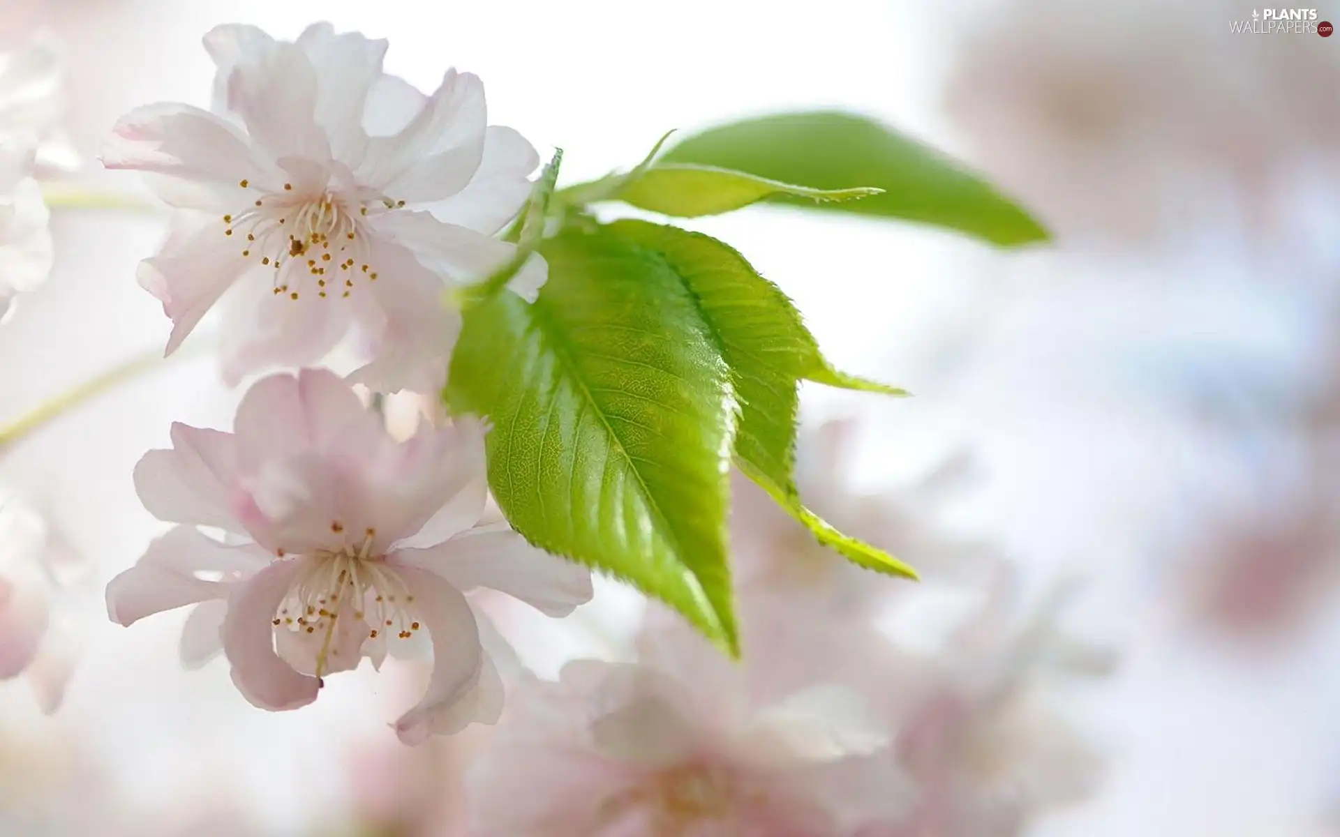 flower, Flowers, leaves, Bush