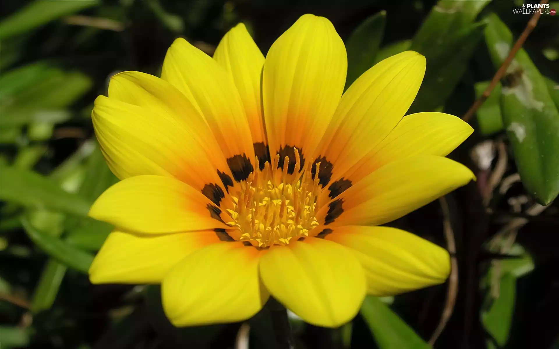 Yellow, green ones, leaves, Colourfull Flowers