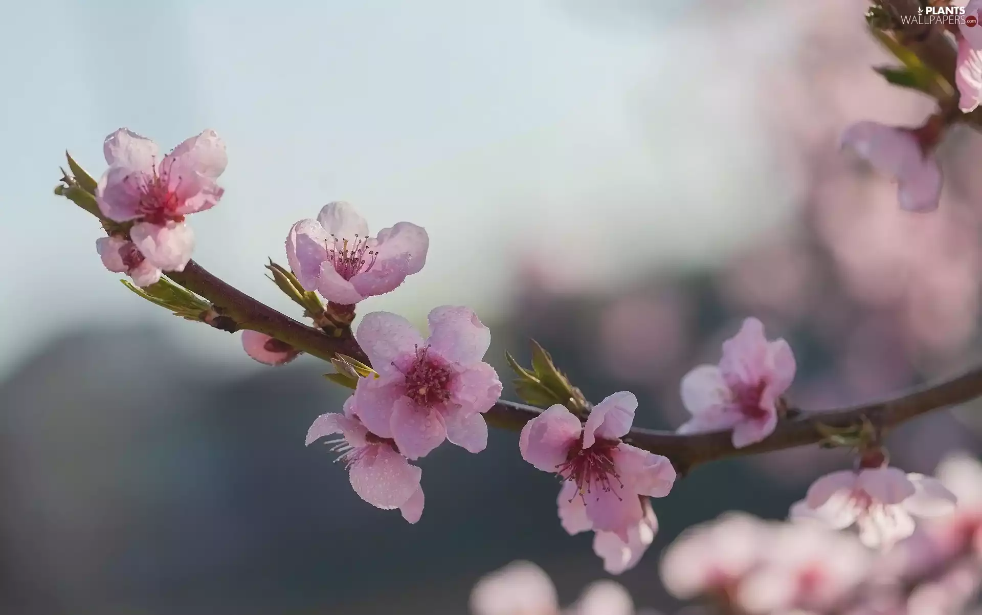 cherry, twig, Flowers, leaves, wet, Fruit Tree
