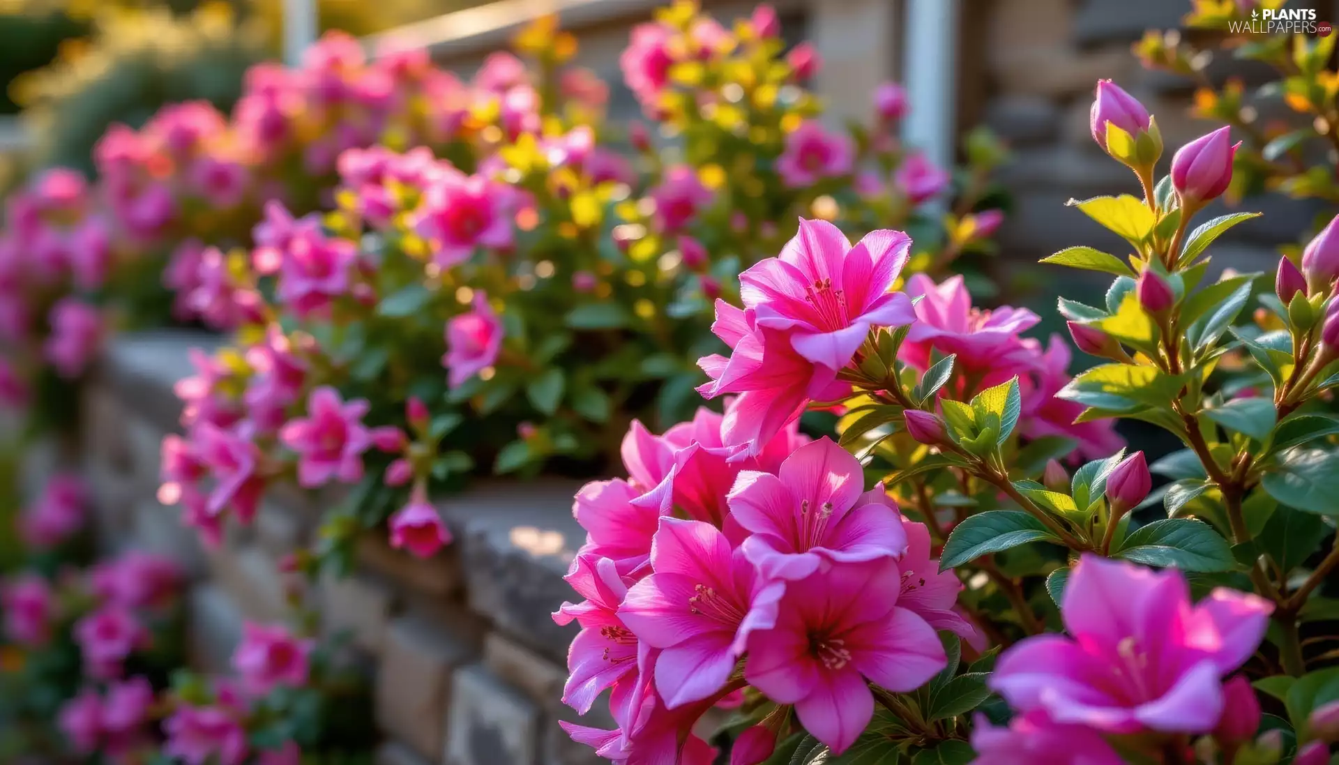 rhododendron, Pink, Twigs, leaves, azalea, Flowers