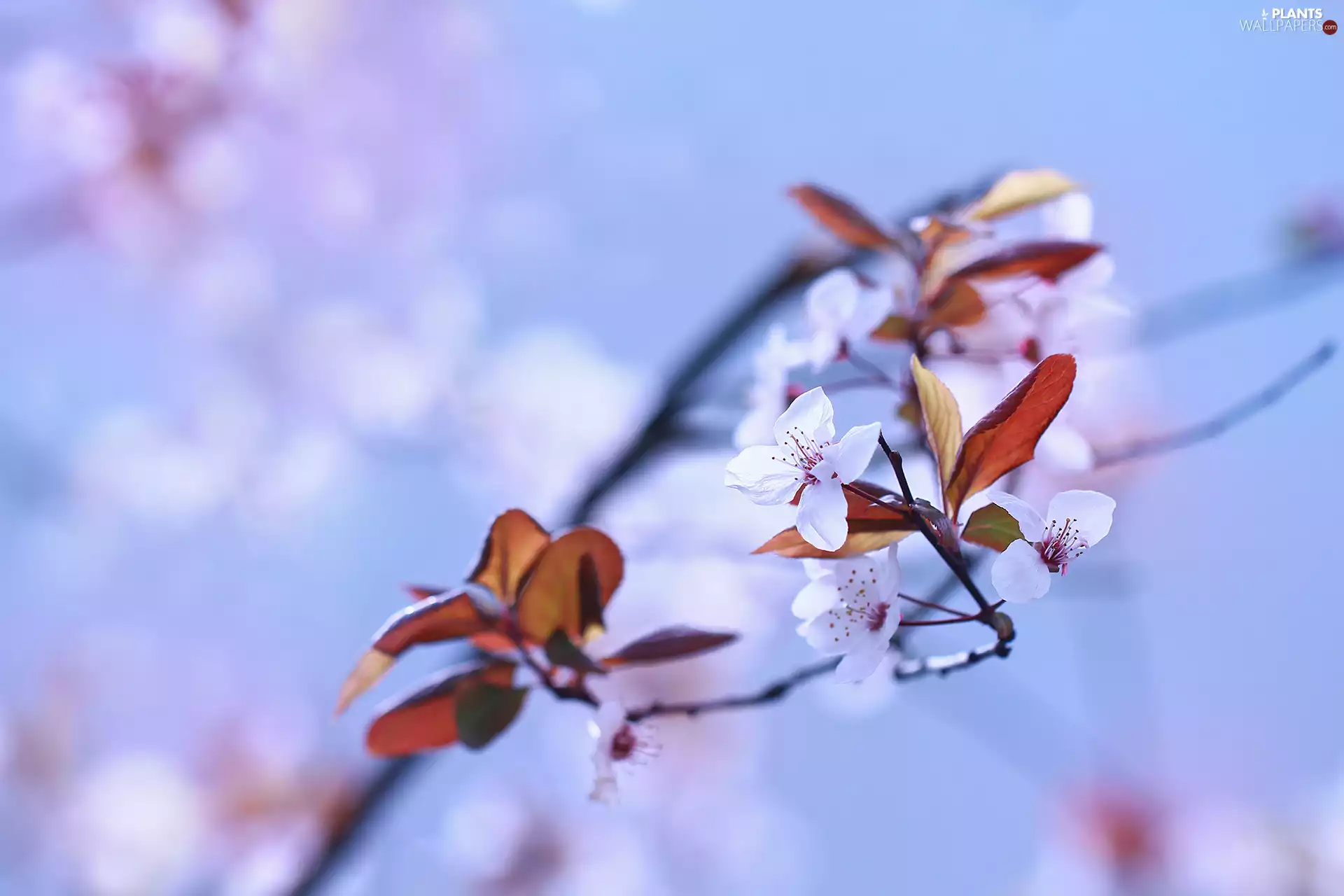 fruit, leaves, Flowers, trees, White