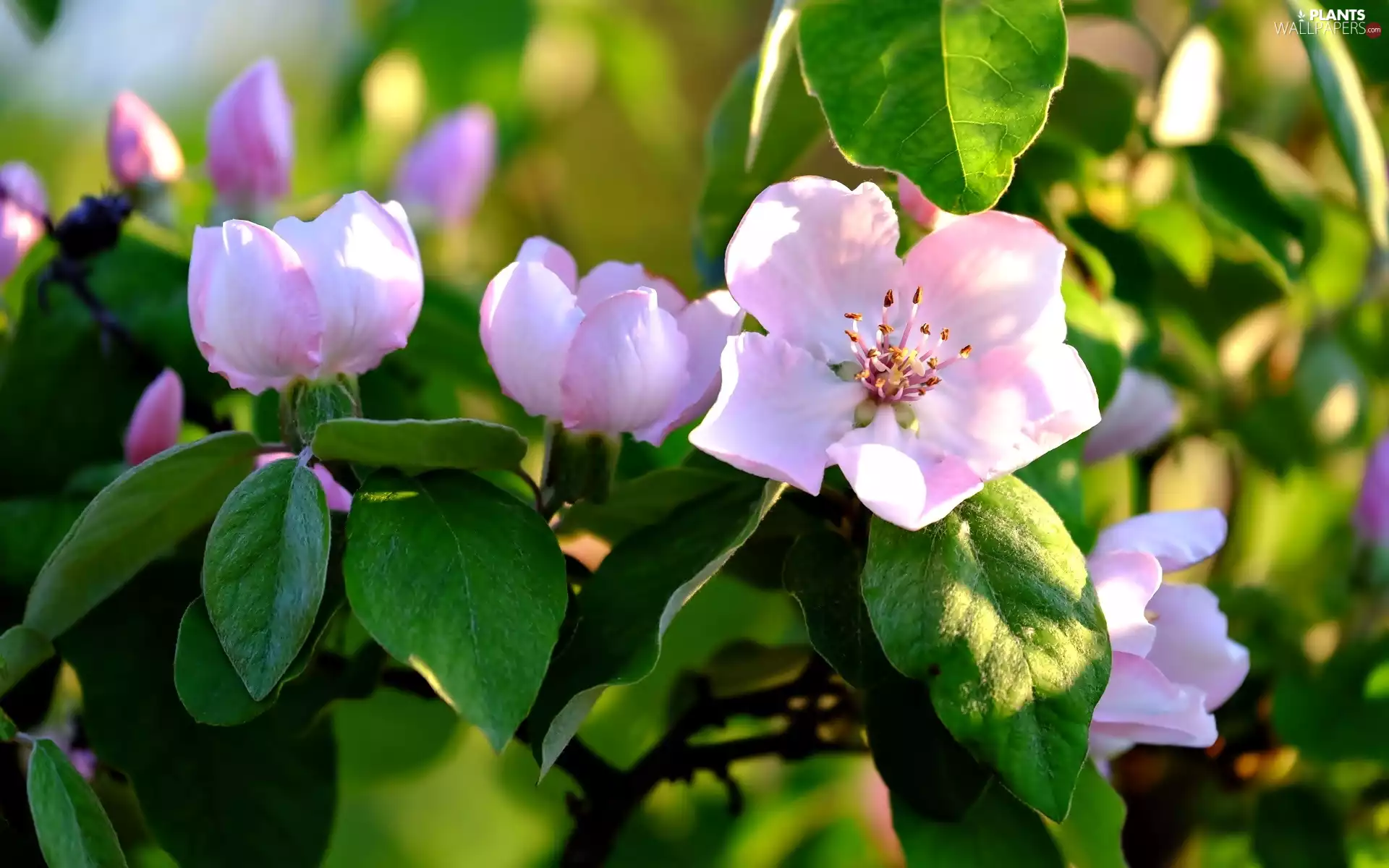 quince, leaves, Pink, Flowers, Close