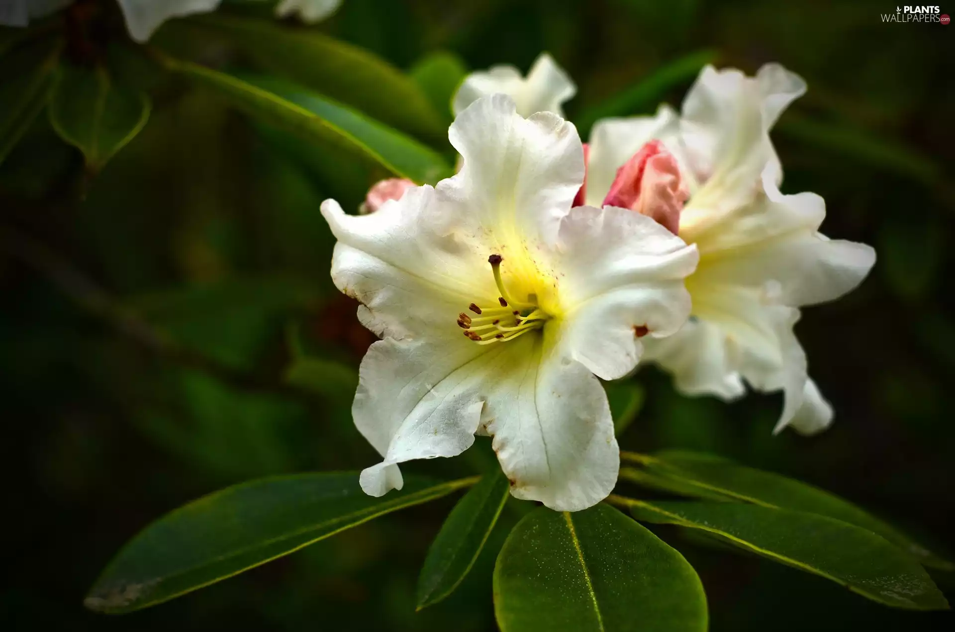 leaves, azalea, rhododendron