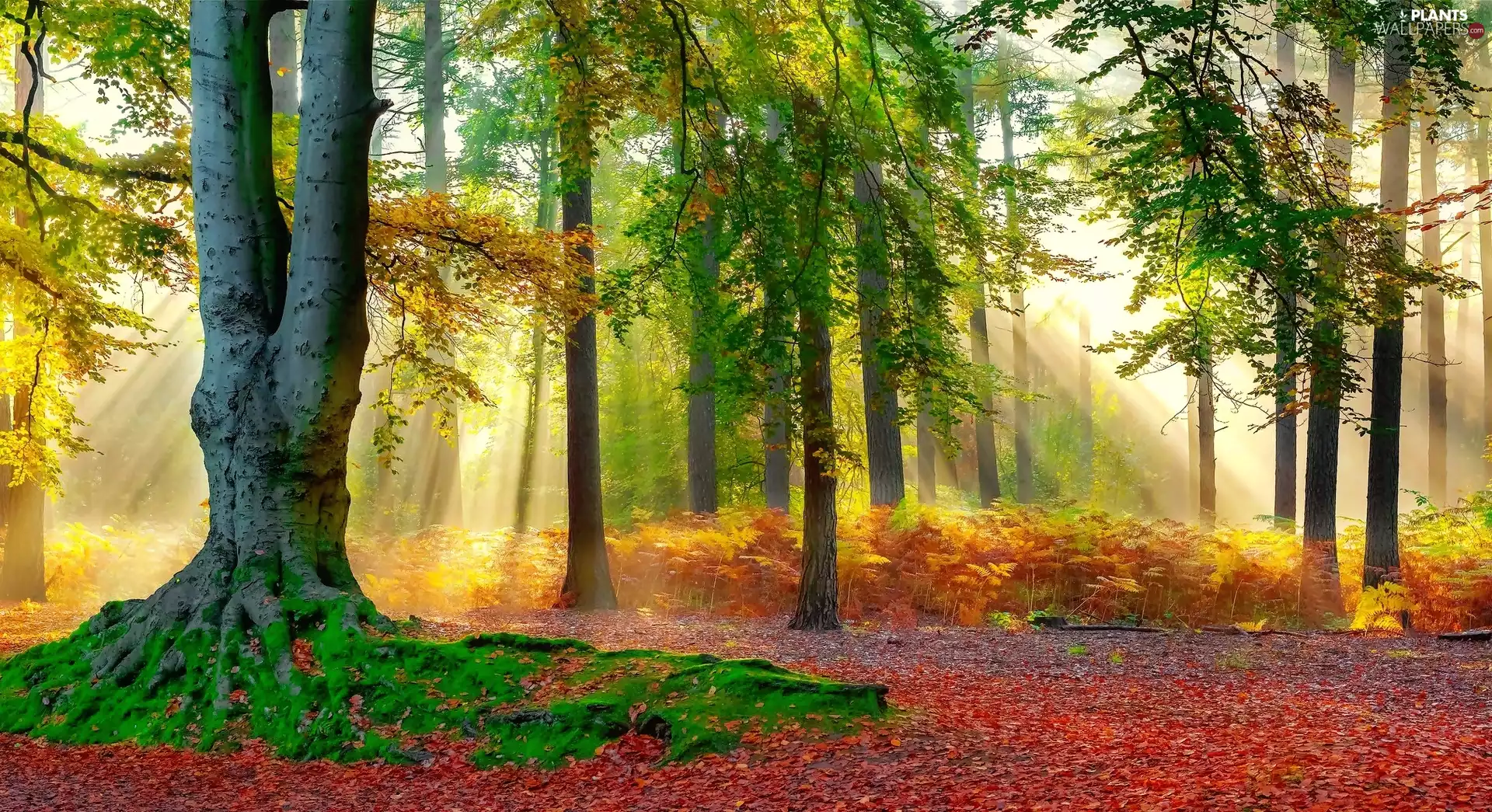viewes, Way, sun, Autumn, rays, trees, forest, Leaves