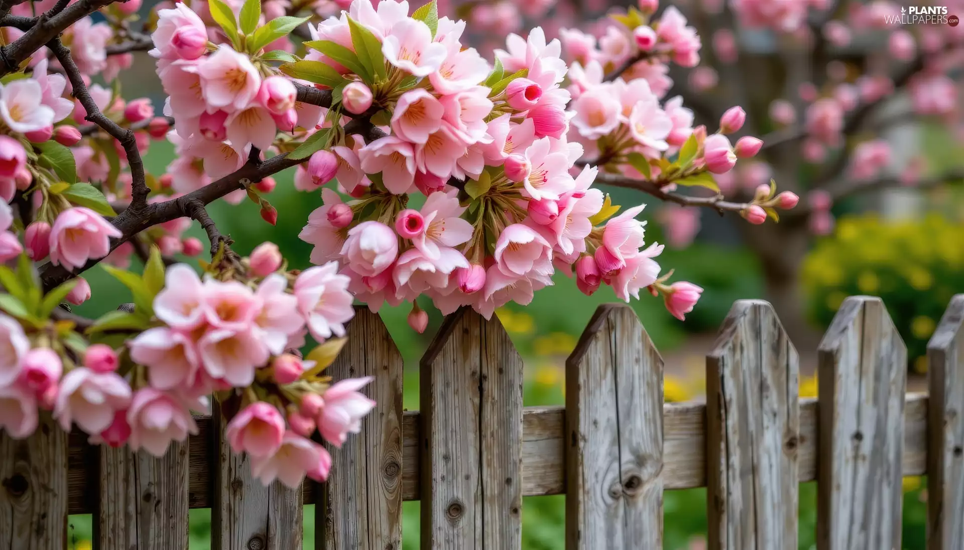 Pink, Fruit Tree, leaves, Fance, Flowers, Twigs