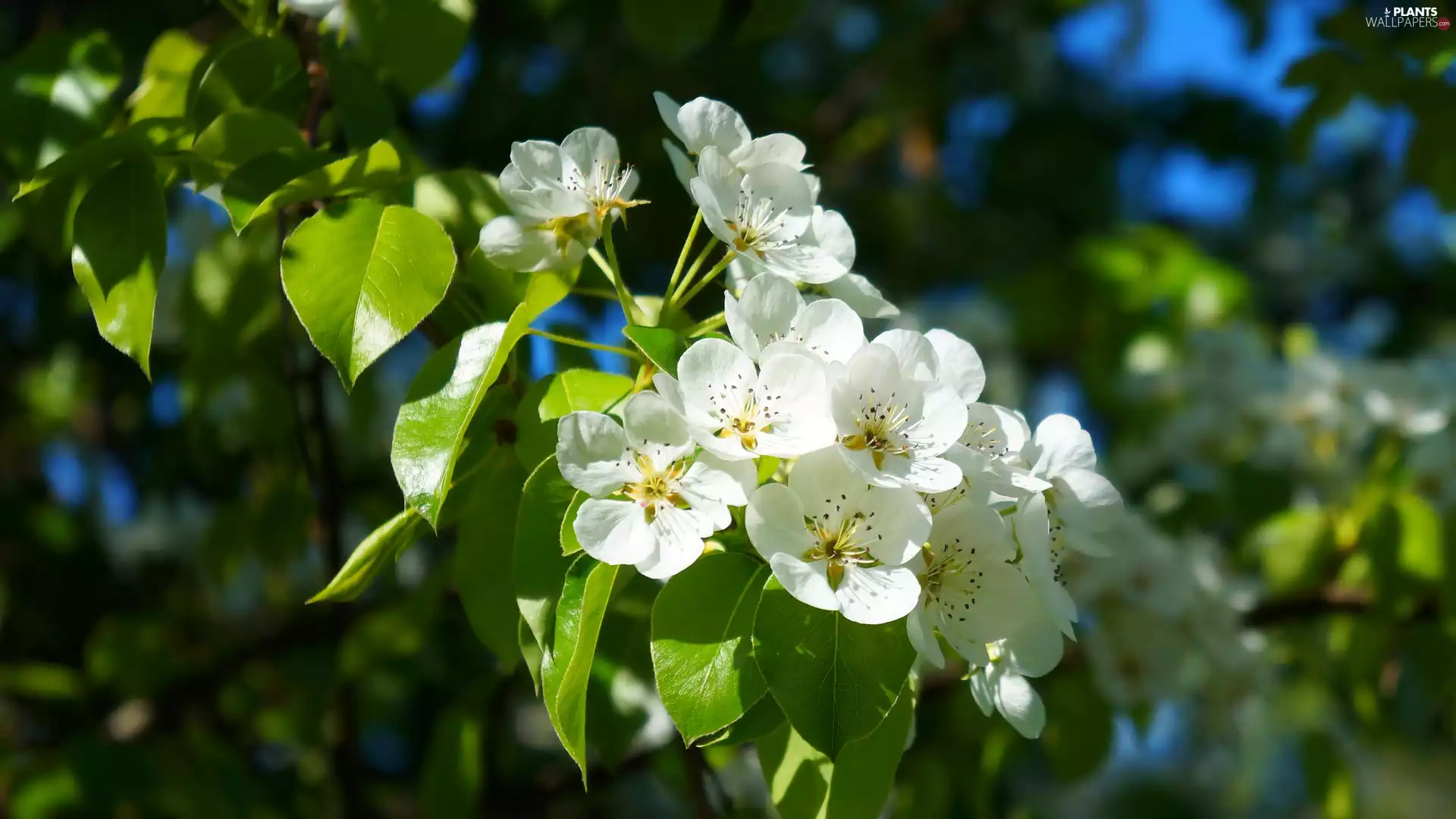 White, Flowers, twig, leaves, Fruit Tree