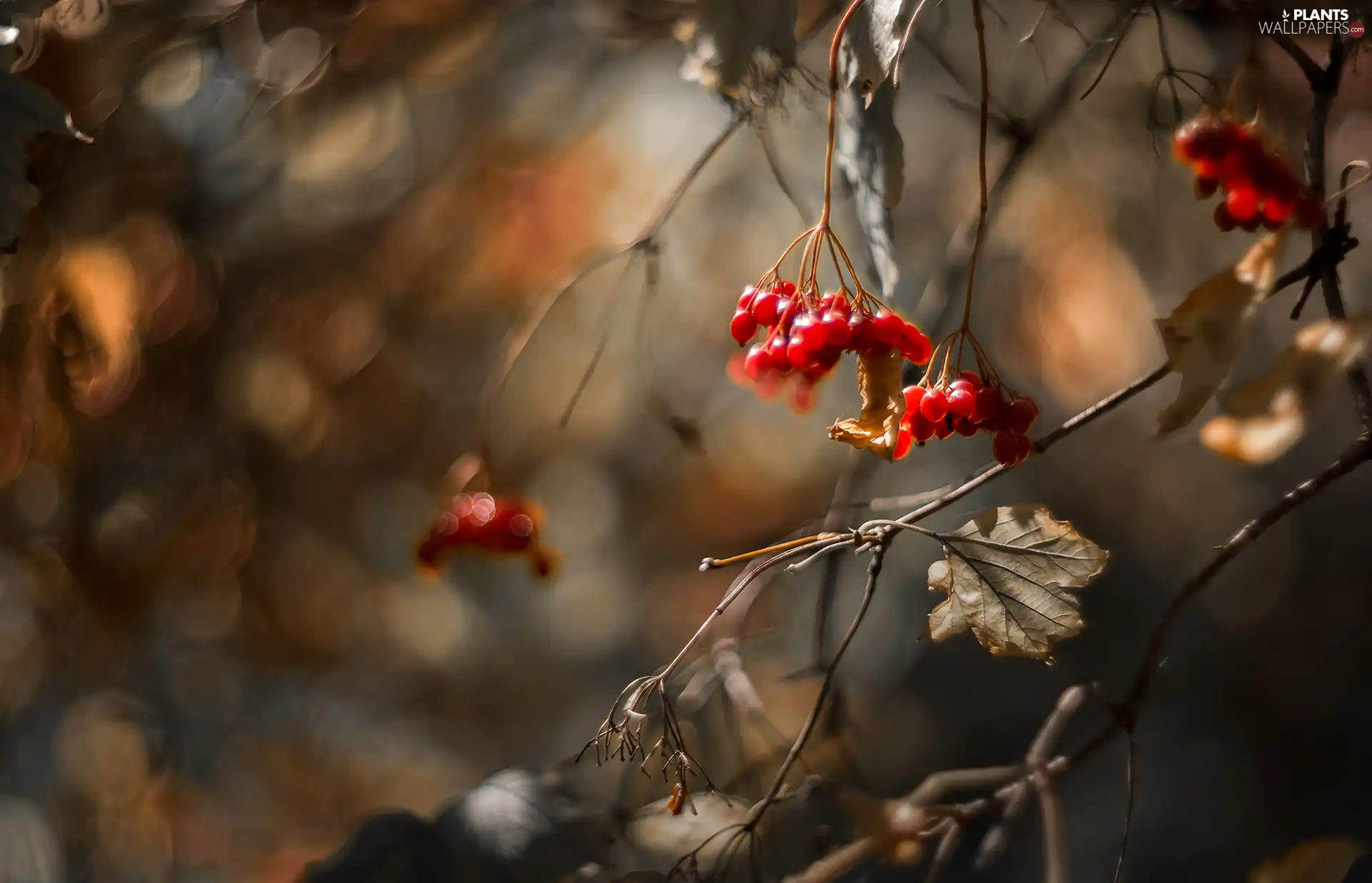 Red, Autumn, dry, leaves, Fruits, Twigs