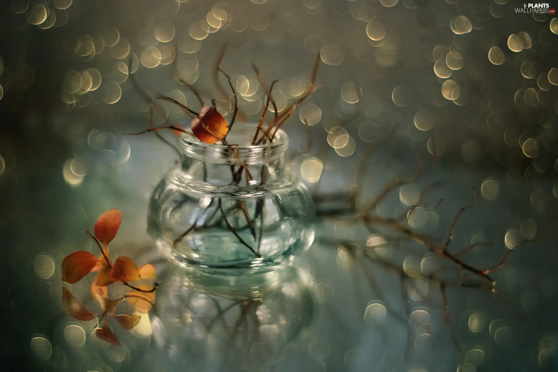 Bokeh, leaves, Twigs, vase, dry