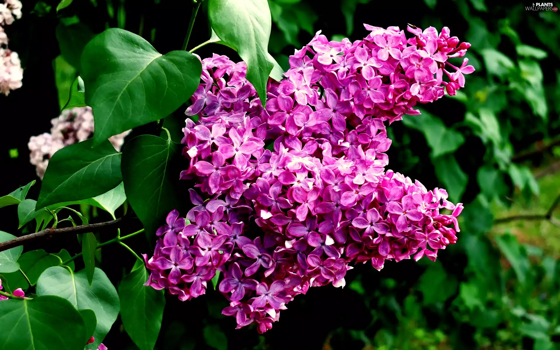 leaves, flower, without