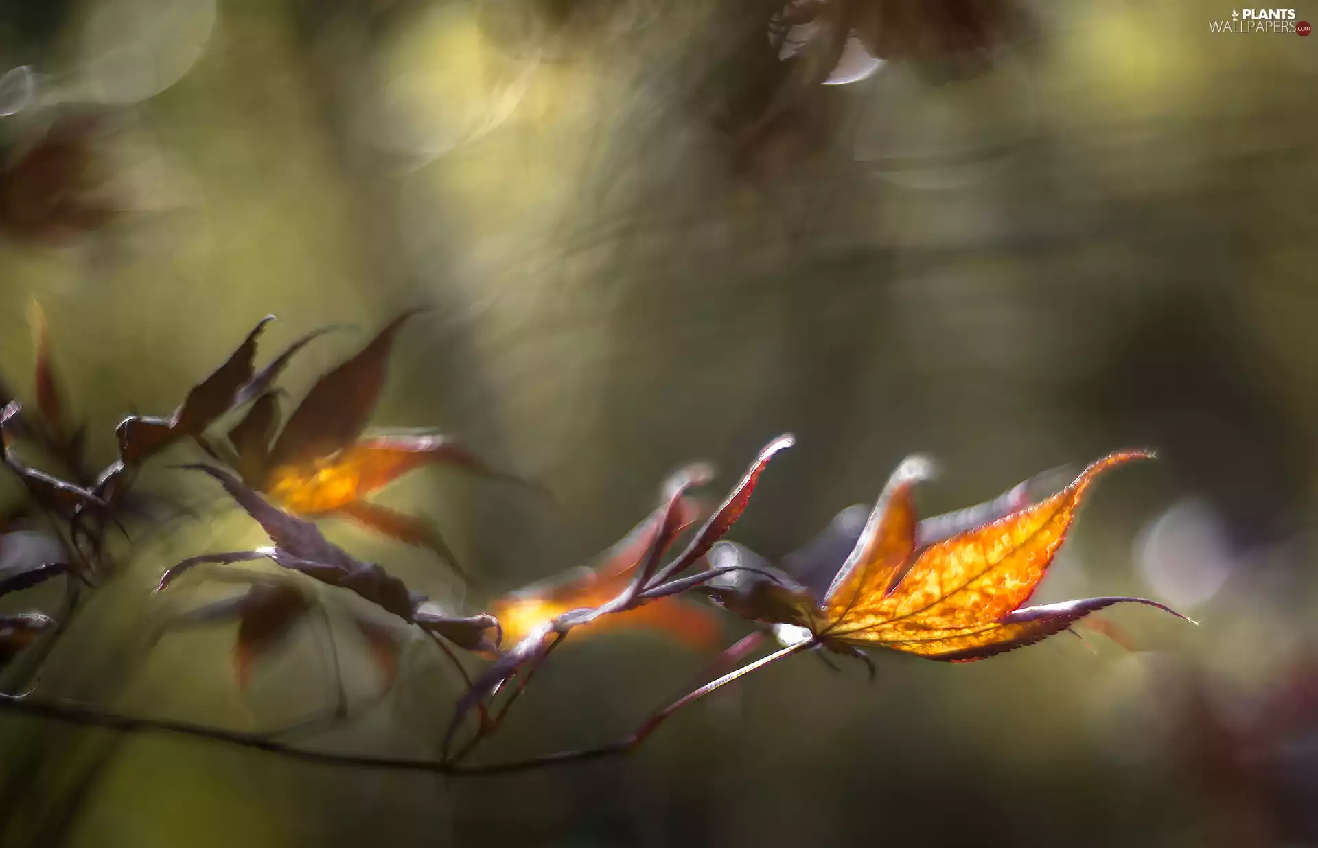 leaves, Twigs, Yellow