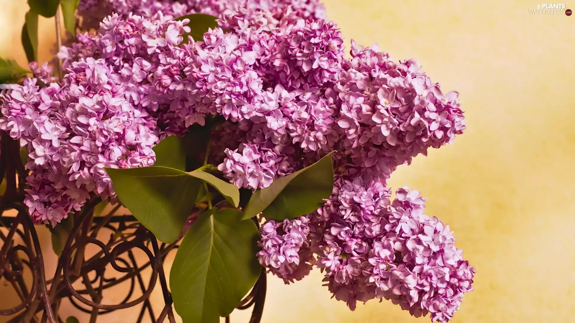 Violet, leaves, Yellow Background, without