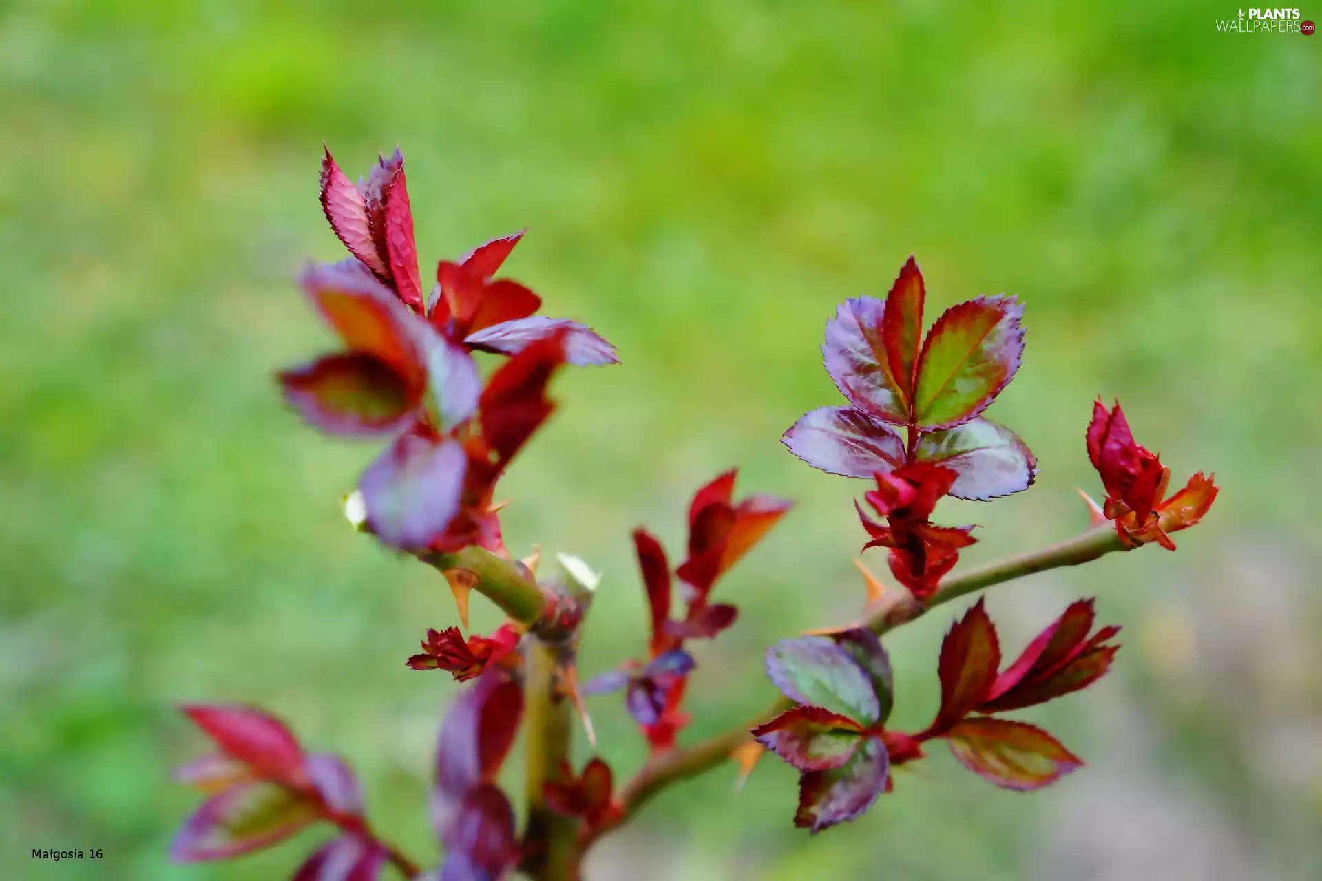 leaves, Twigs, young