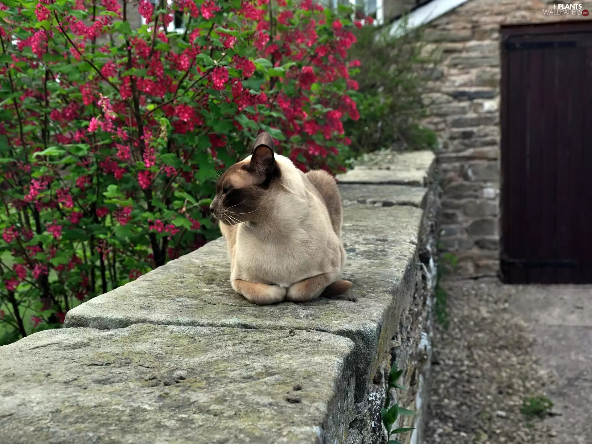 cat, flower, Bush, ledge