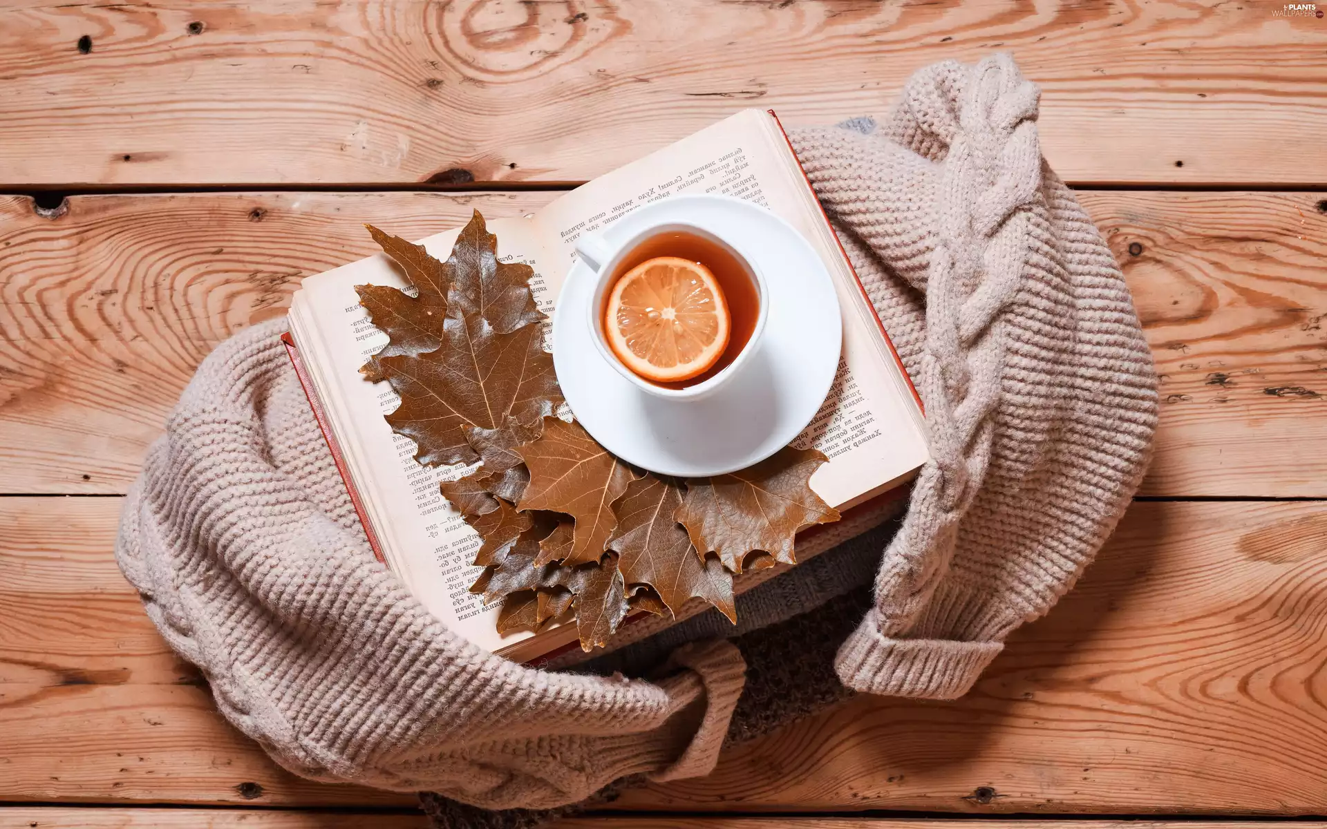 Lemon, tea, Leaf, cup, boarding, Bright, autumn, sweater, Book