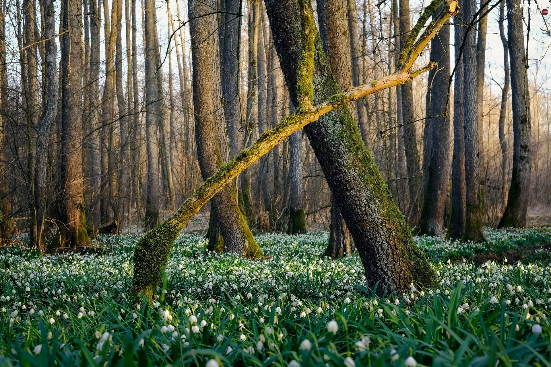 Flowers, Leucojum, trees, viewes, forest