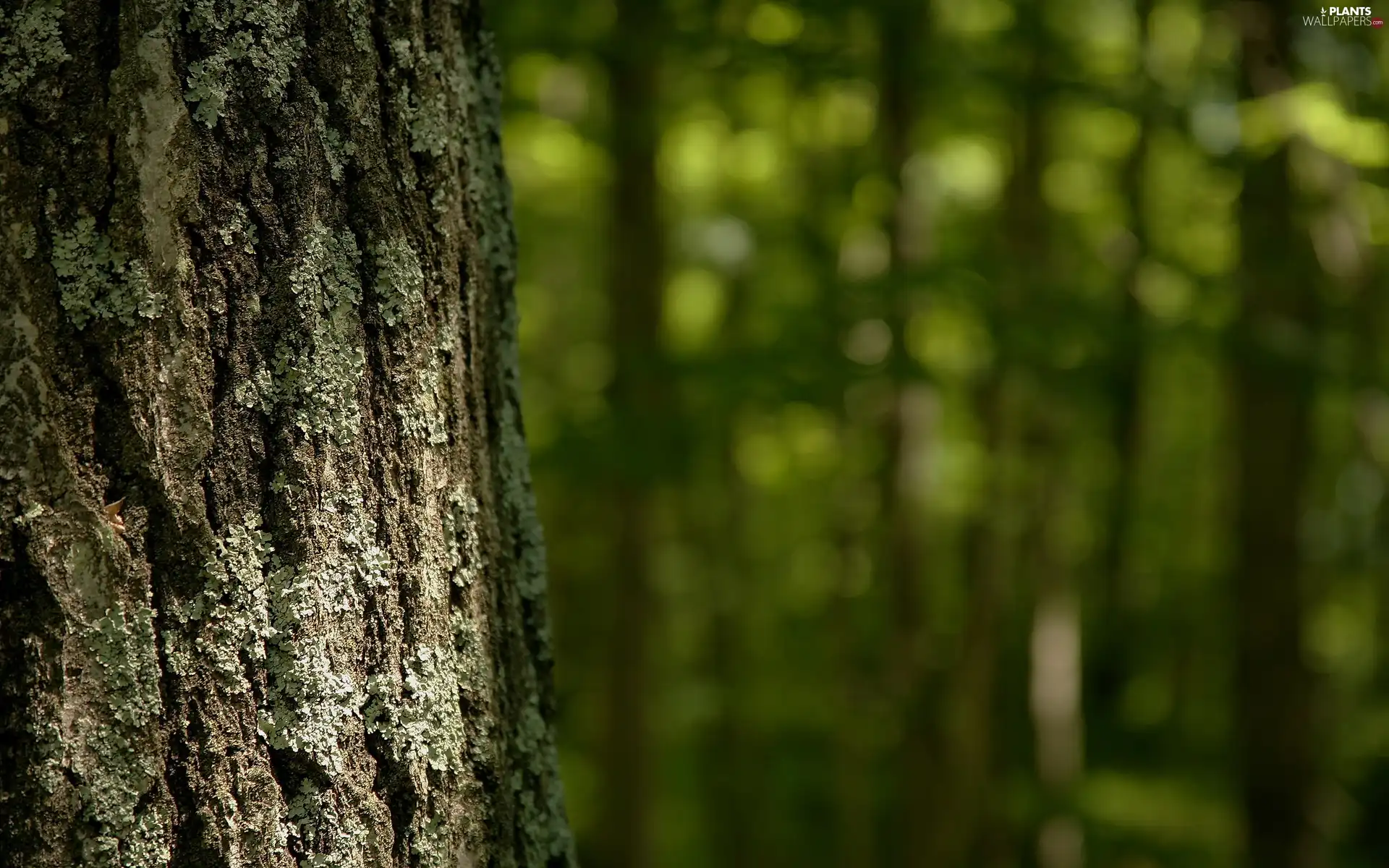 lichens, trees, cork